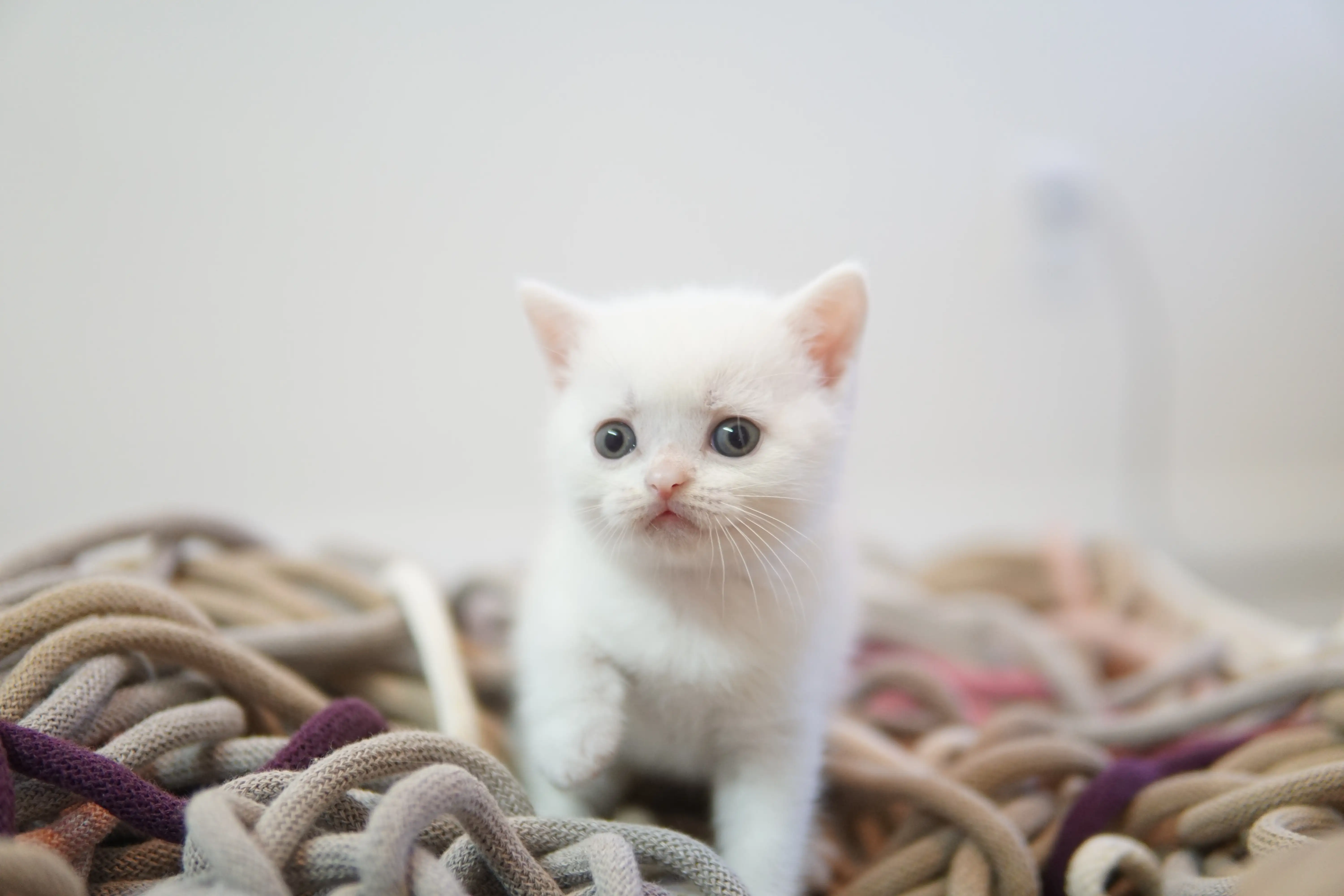 Gatito con mirada curiosa junto al juguete