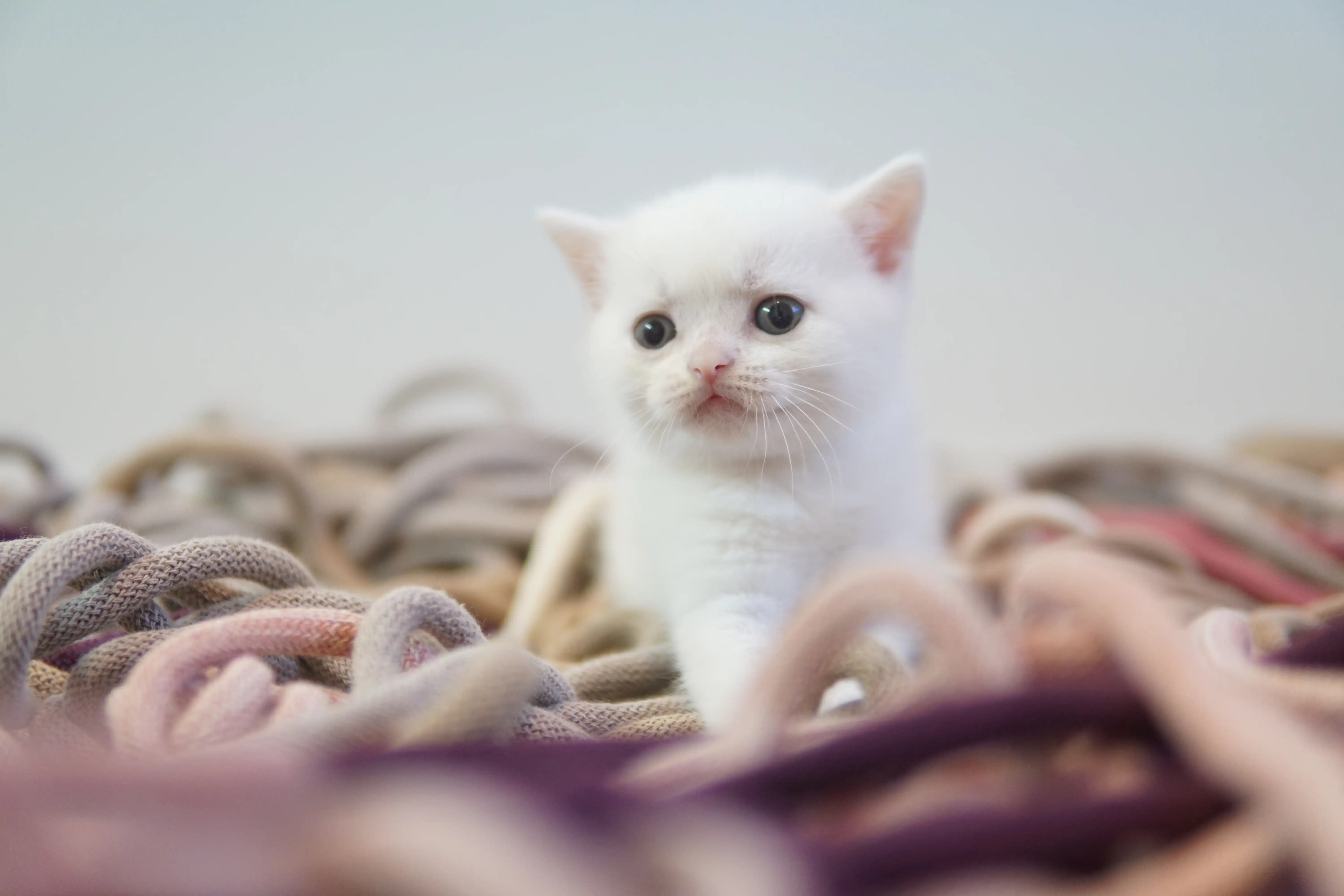 Gatito explorando nuevos rincones