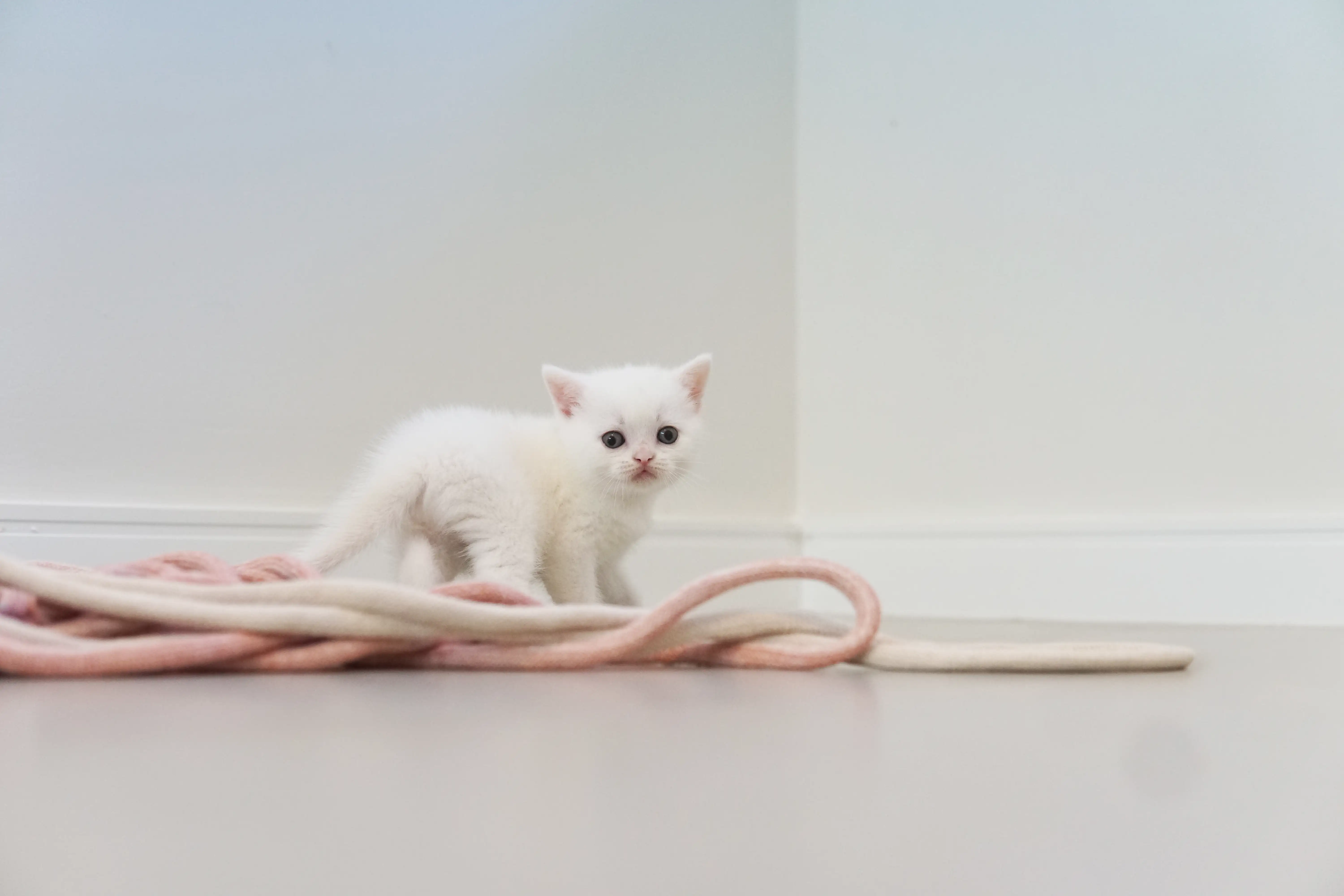 Gatito acostado entre los juguetes