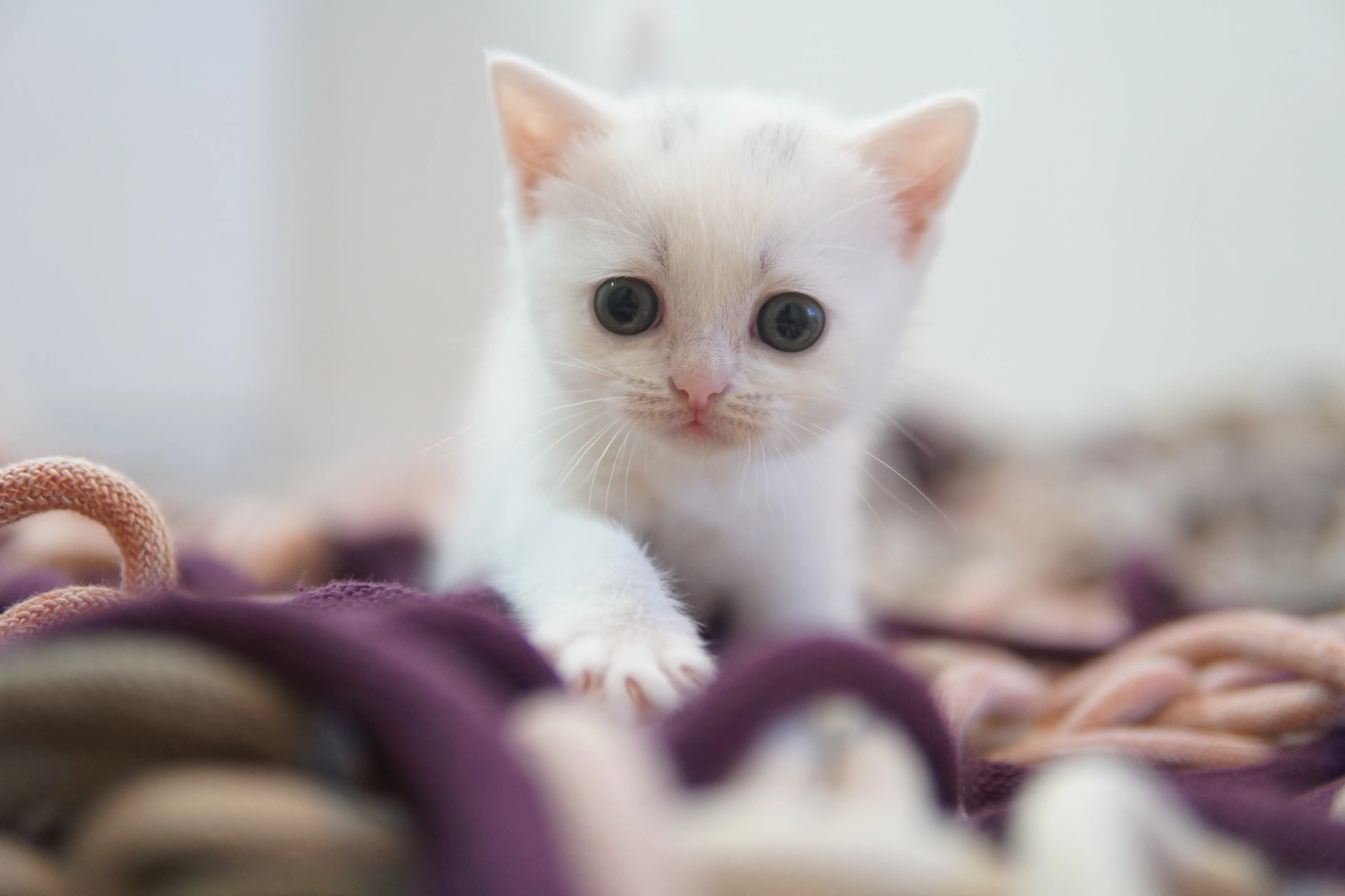 Gatito mostrando confianza en el espacio