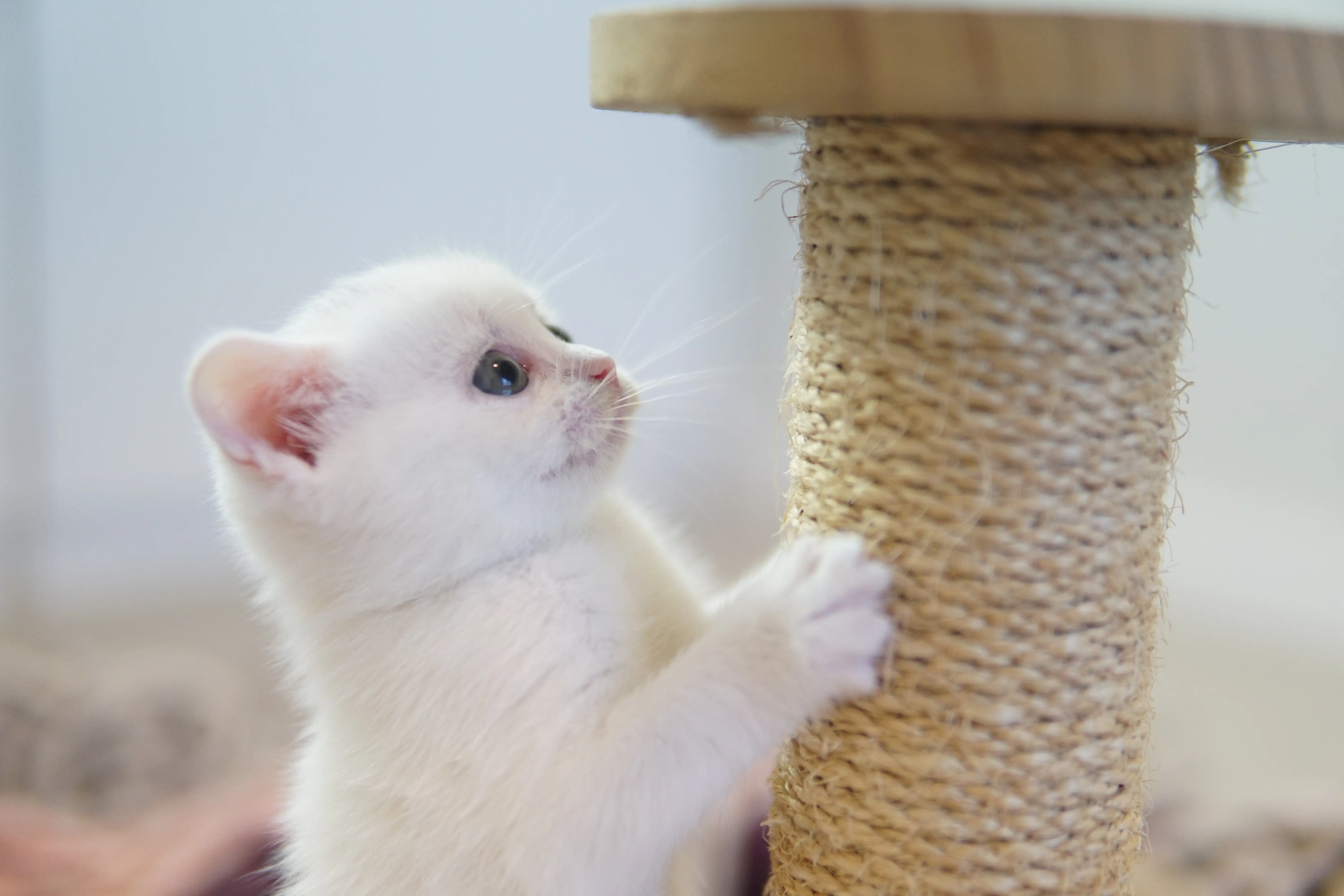 Gatito disfrutando del confort del cojín