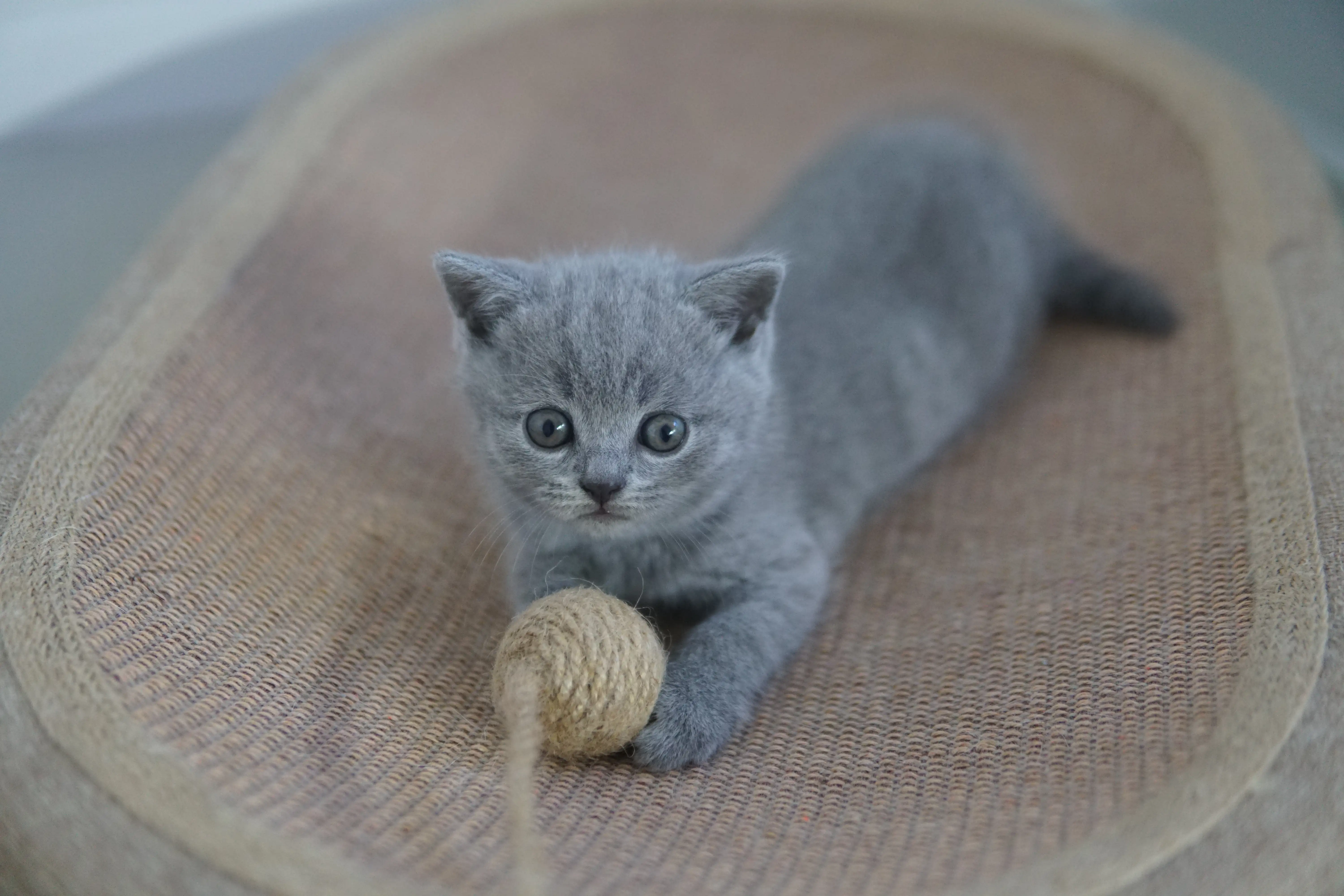 Gatito jugando con el juguete apilable