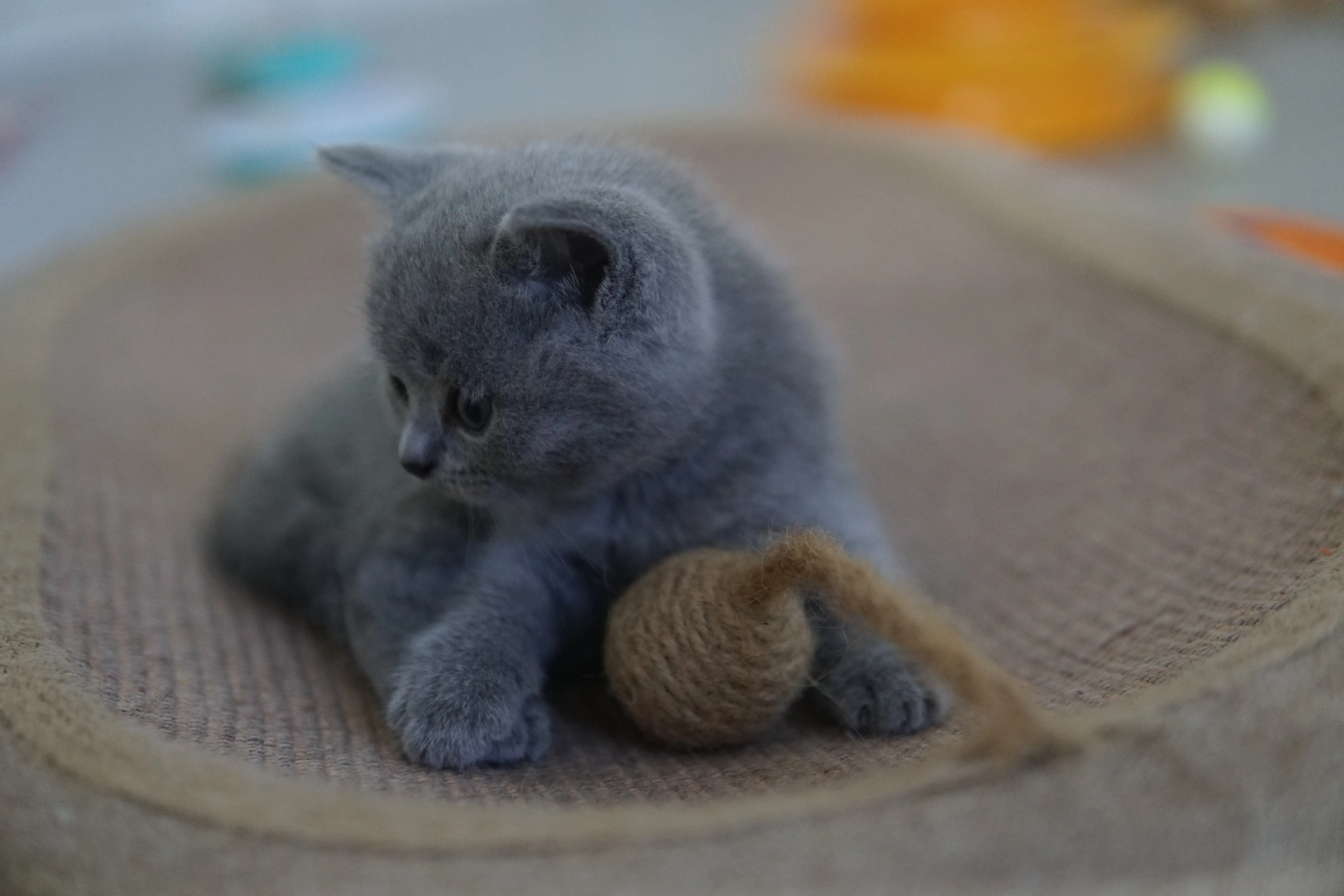 Gatito mostrando delicadeza en la mirada