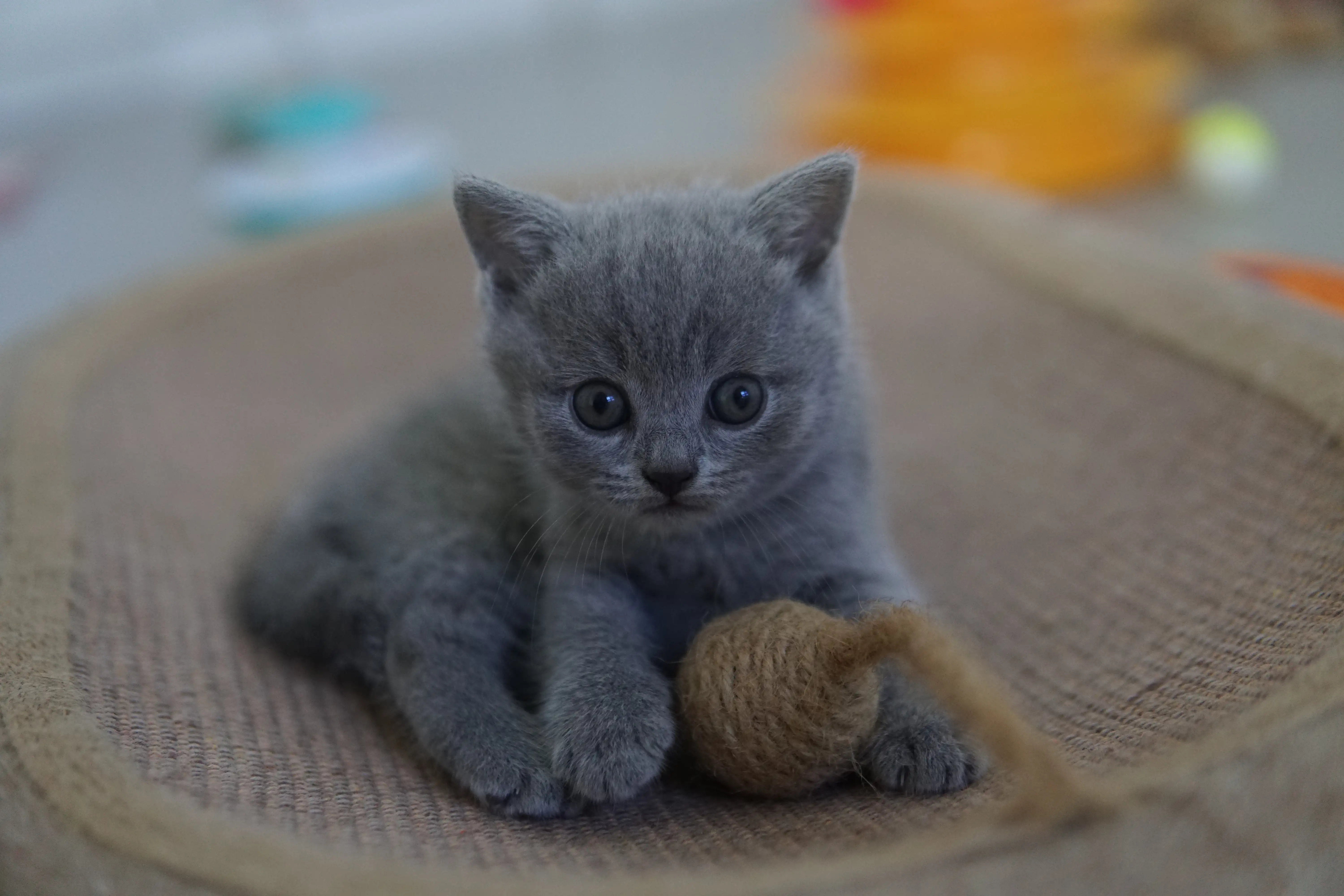 Gatito moviéndose con energía