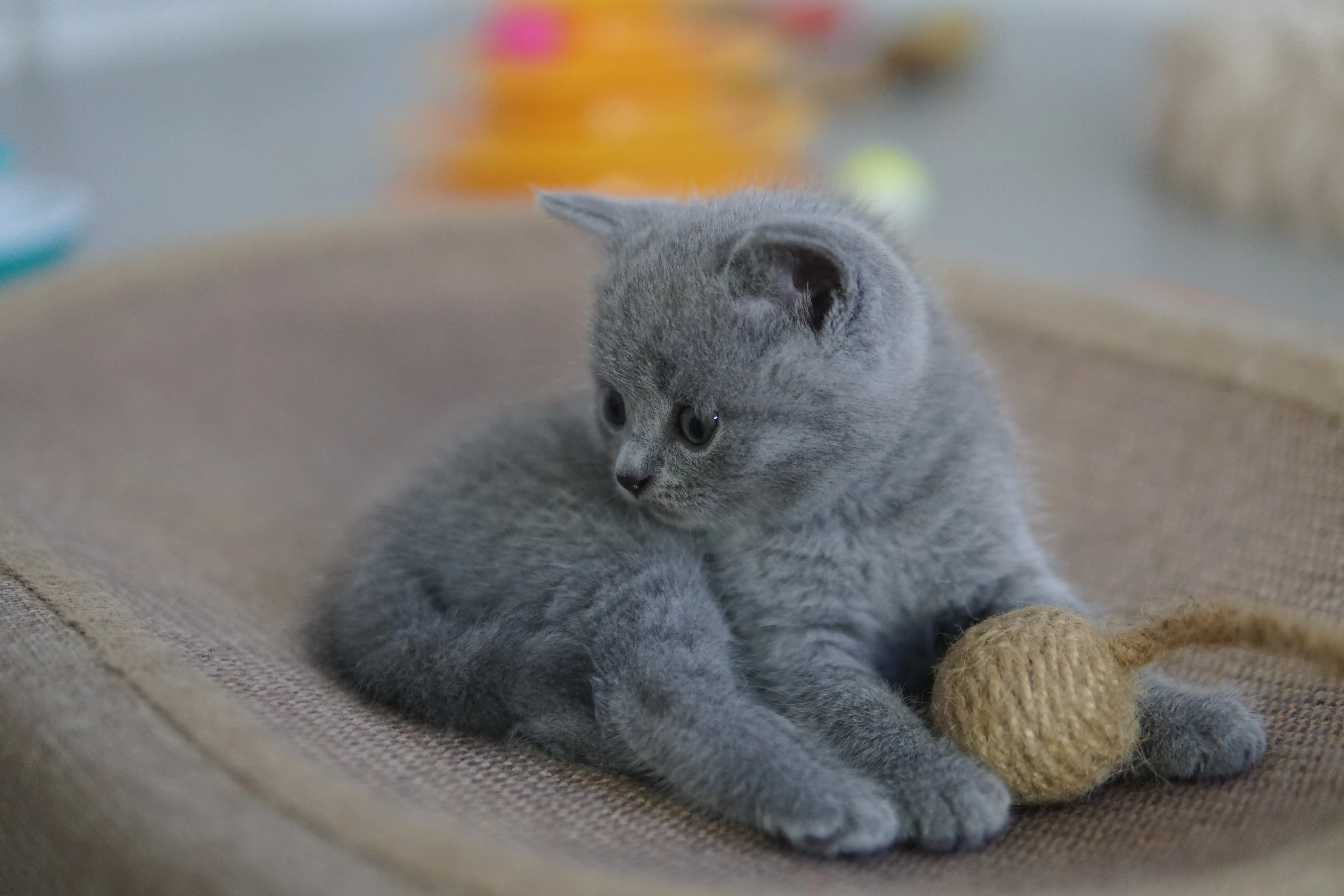 Gatito listo para una buena siesta
