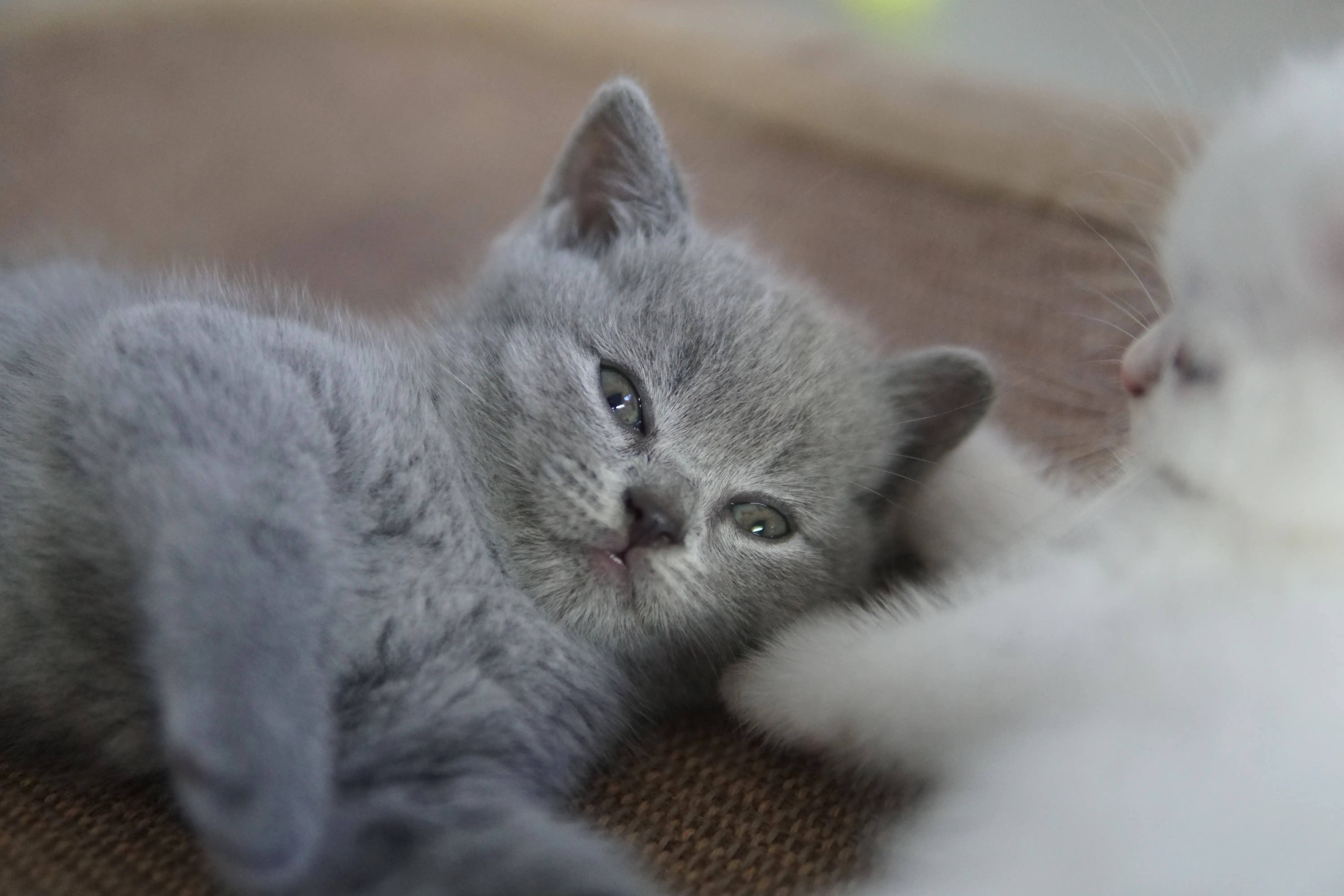 Gatito en acción junto al rascador