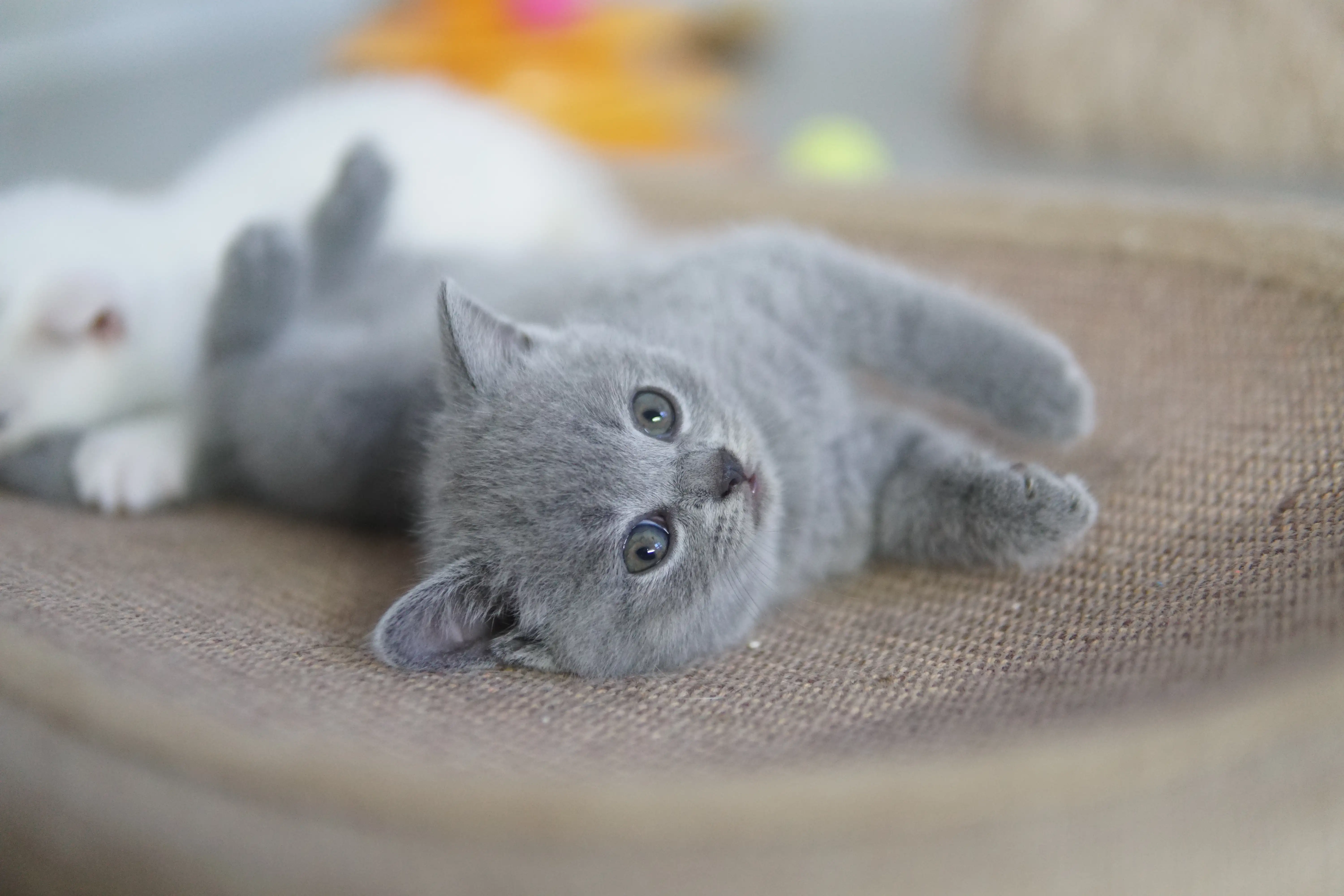 Gatito relajándose después de mucha exploración