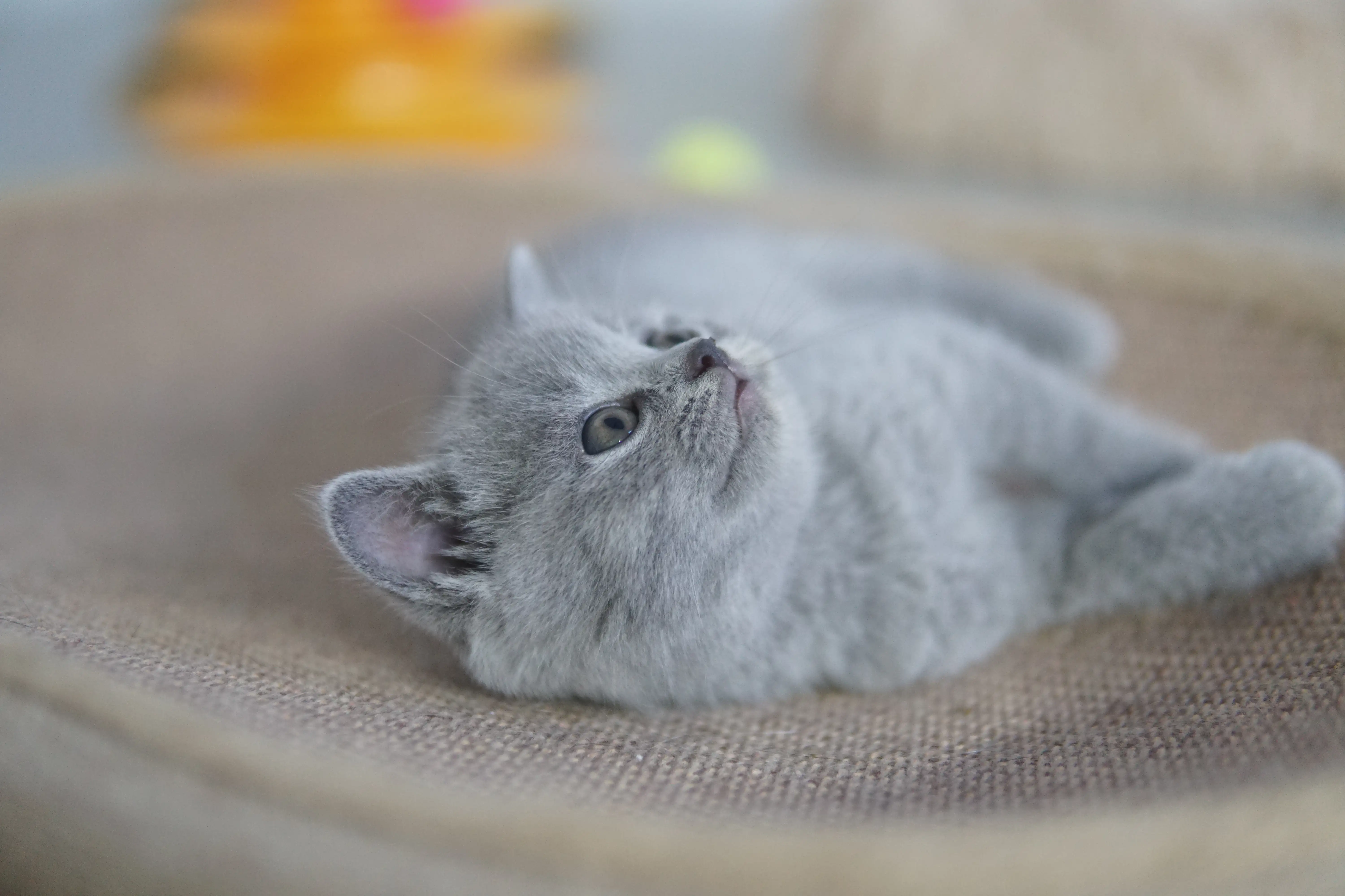Gatito centrado en el juego favorito