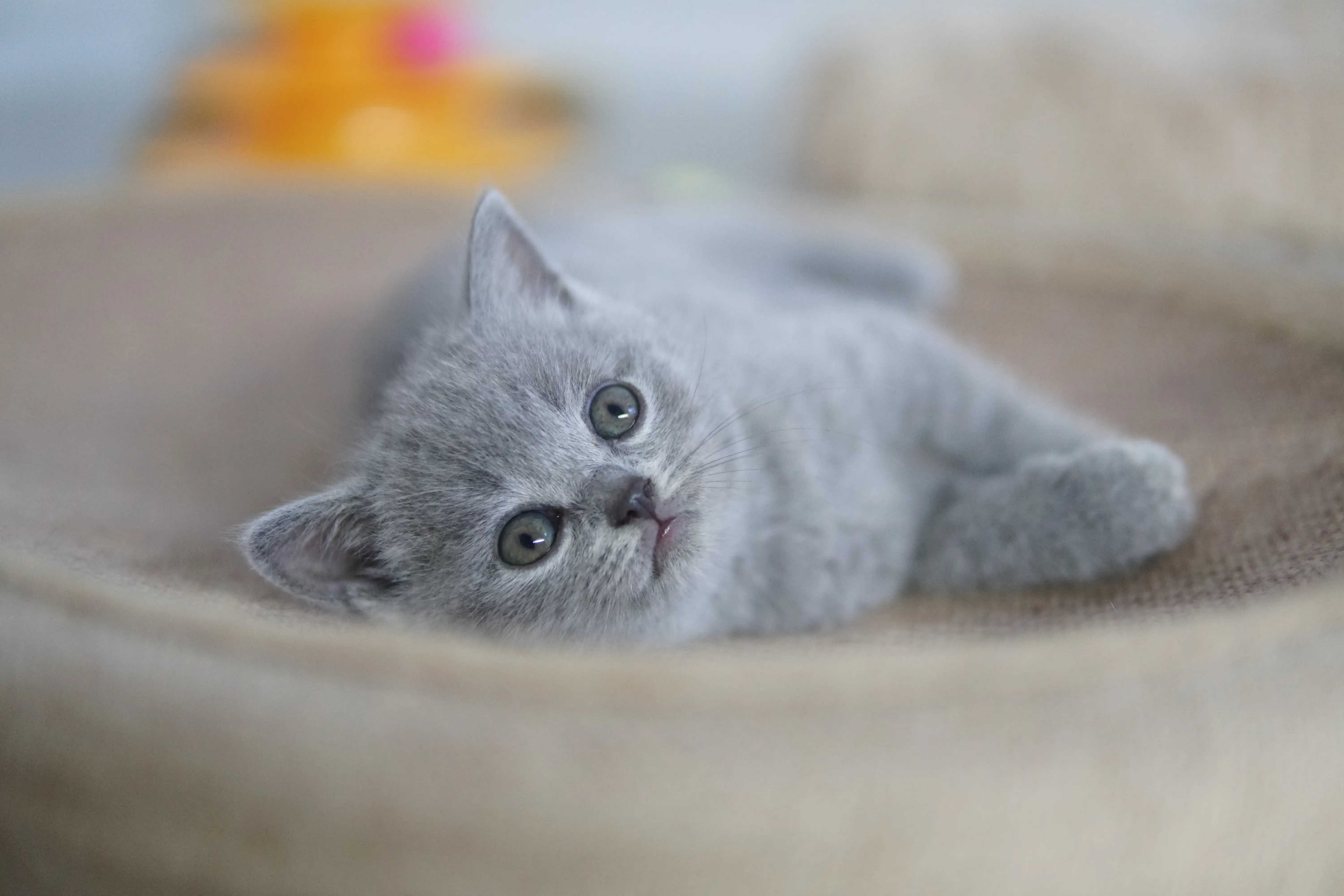 Gatito acostado junto al juguete naranja