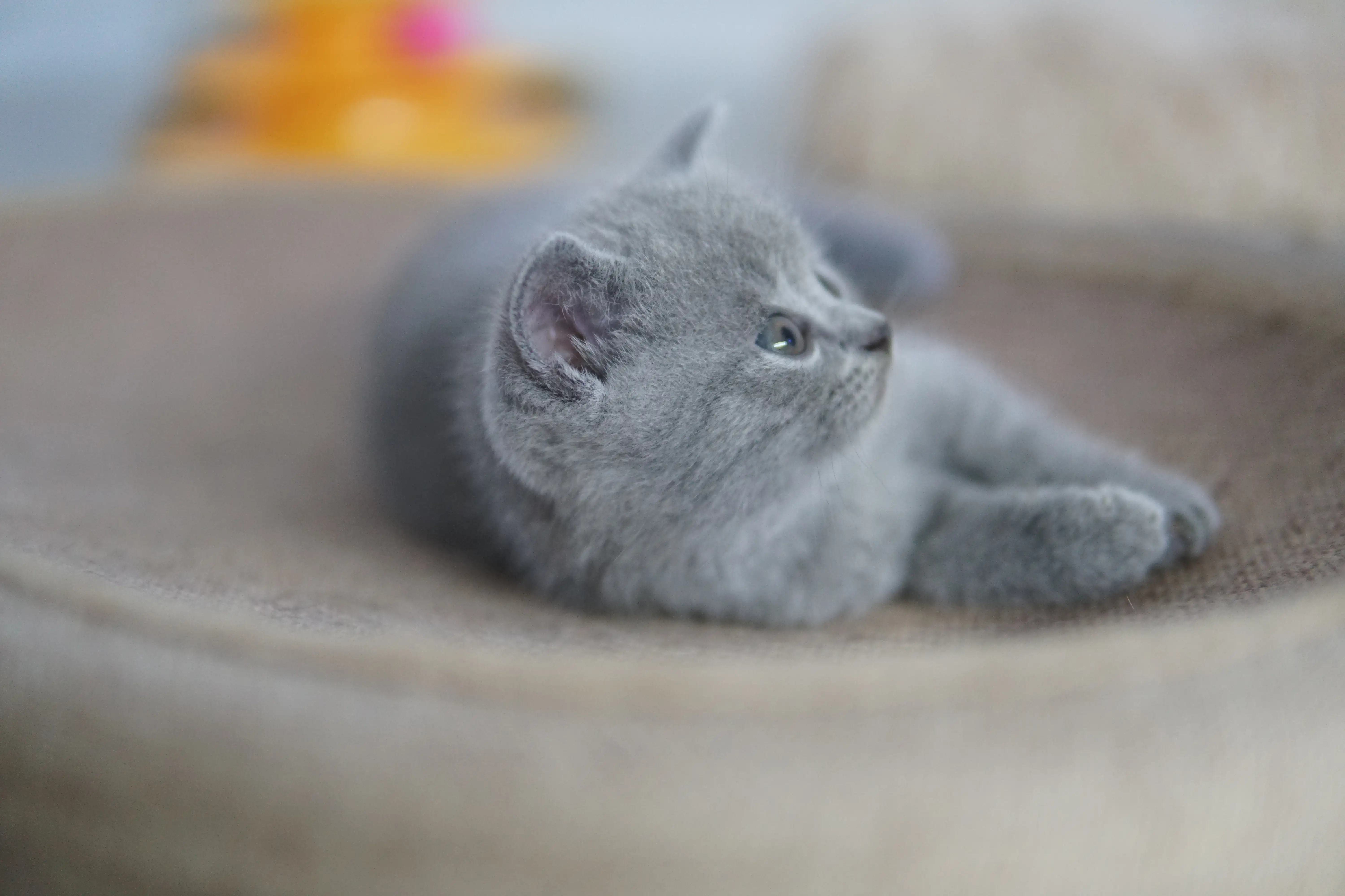 Gatito interactuando con el rascador y los juguetes
