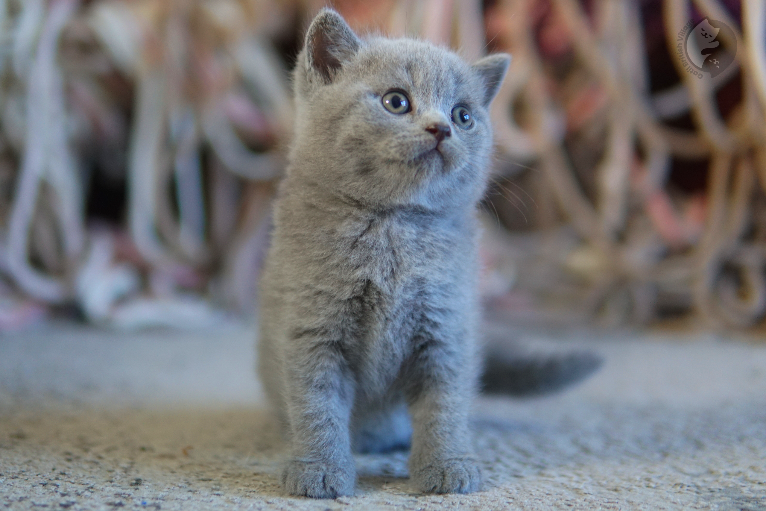Gatito explorando el entorno con suavidad