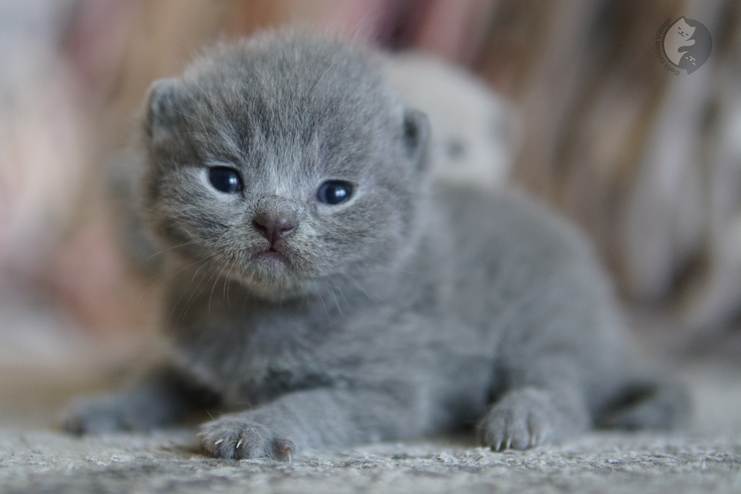 Gatito envuelto en manta rosada