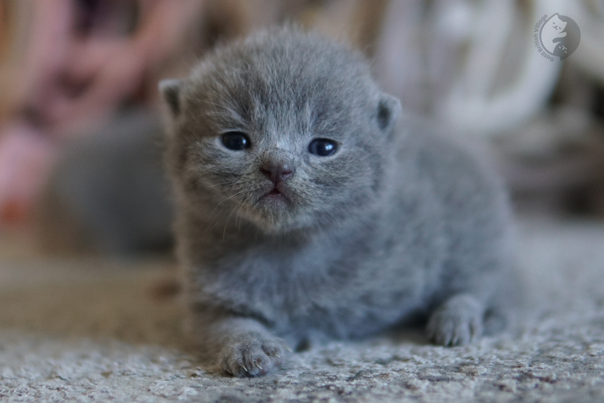 Gatito posando para la cámara con atención