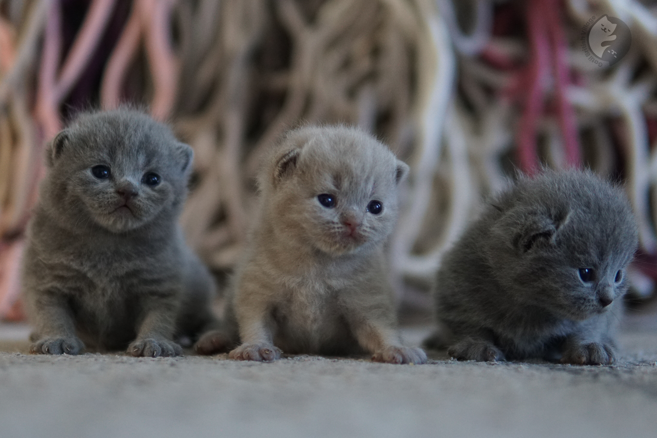 Nariz y hocico de gatito en detalle
