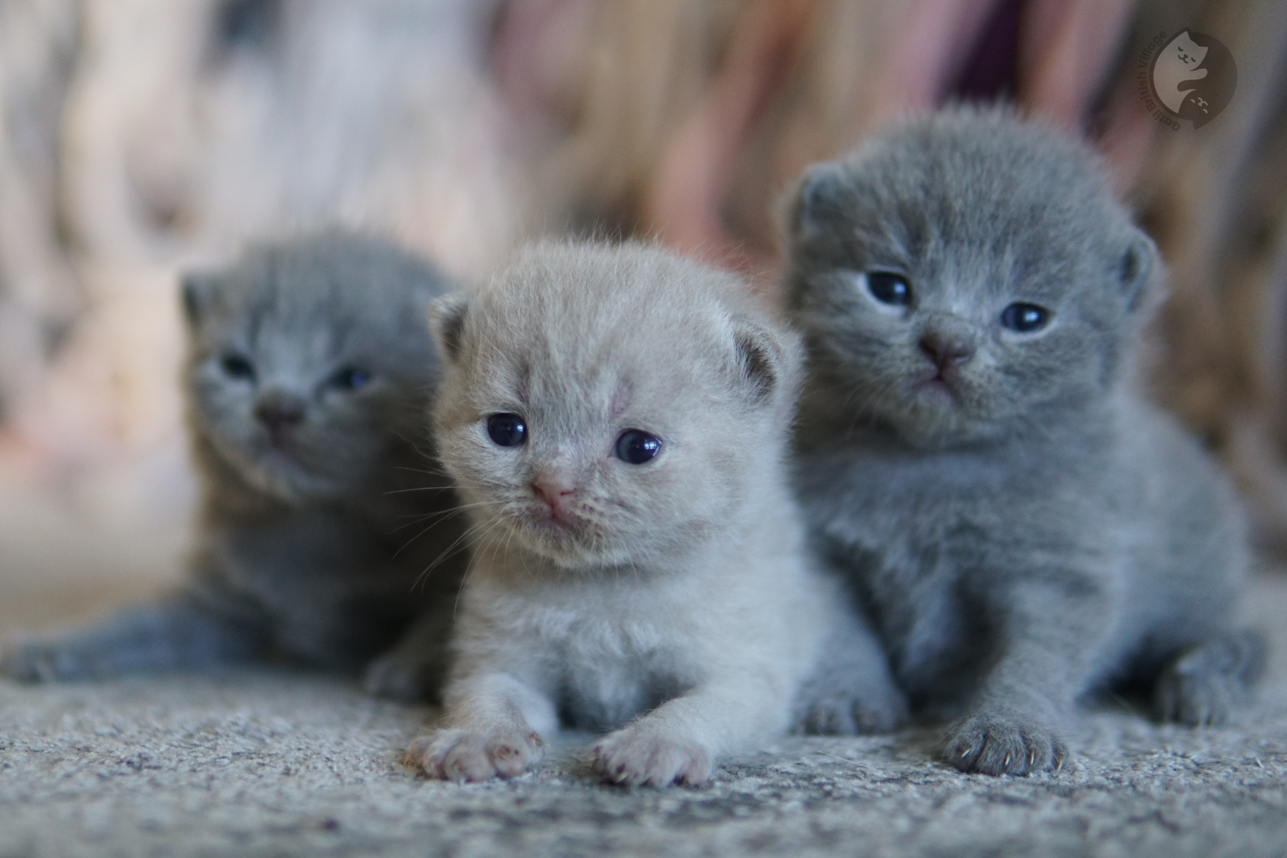Gatito con ojos bien abiertos y redondos