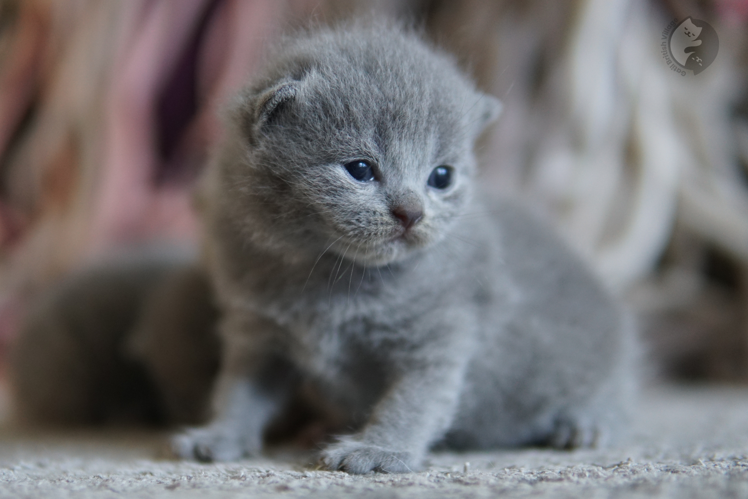 Orejas del gatito erguidas y atentas
