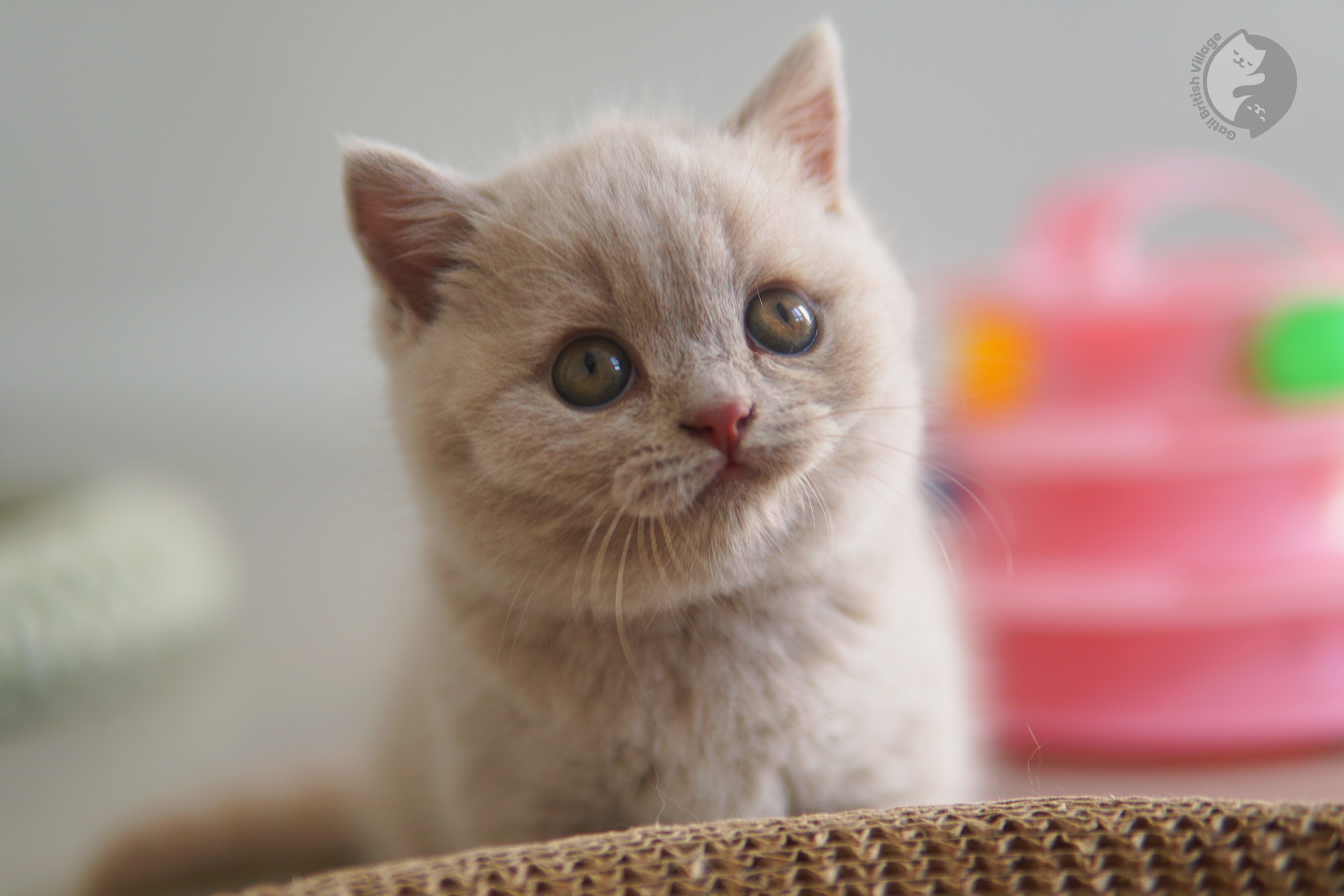 Cachorro British Shorthair blue explorando - foto 1