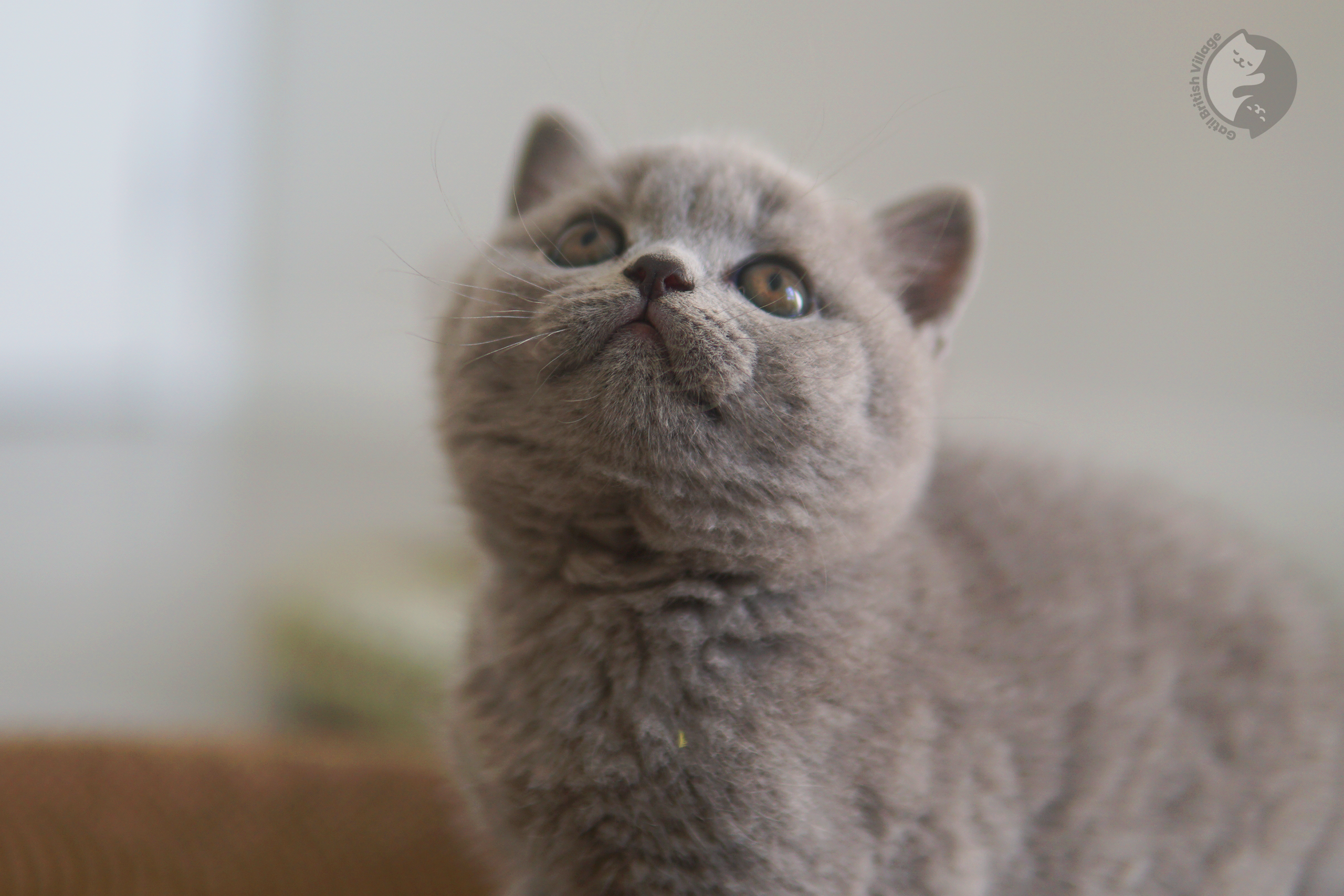 Gatito de pelaje blue de la raza British Shorthair - foto 5