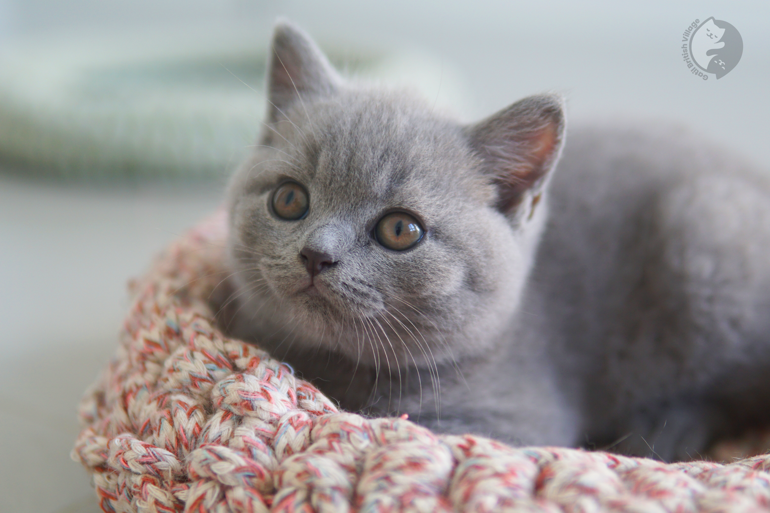 Cachorro muy tierno de British Shorthair - foto 8