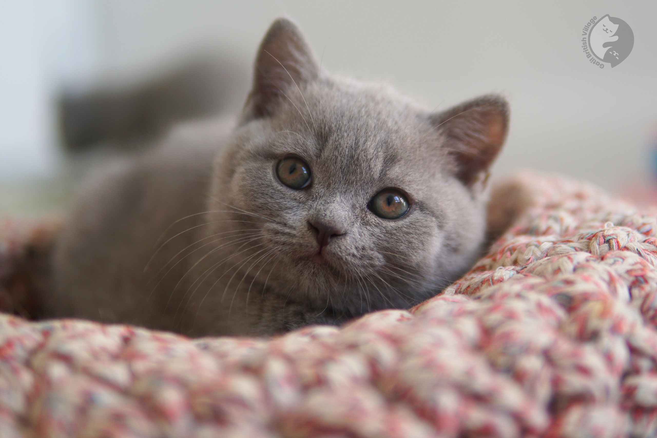 Cachorros jugando - raza British Shorthair - foto 13