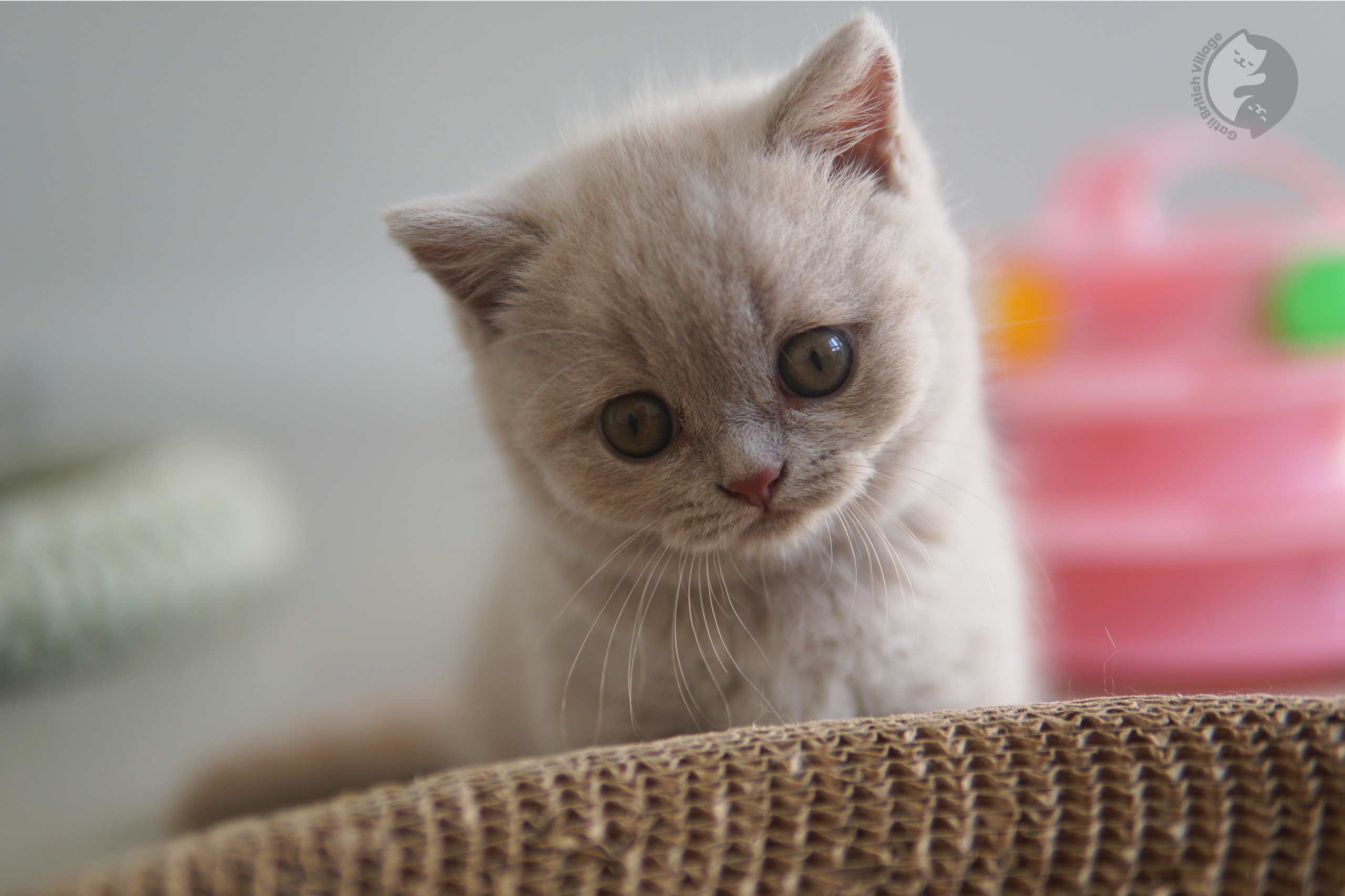 Cachorro imponente de British Shorthair - foto 14