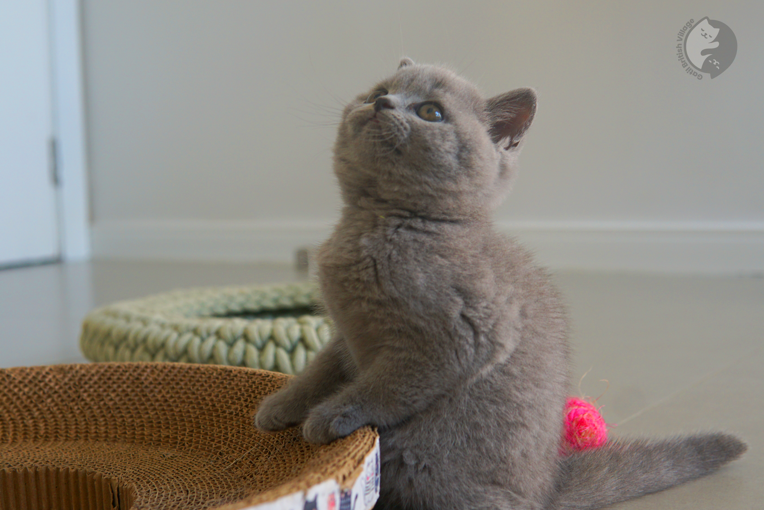 Primer plano de un gatito British Shorthair - foto 19
