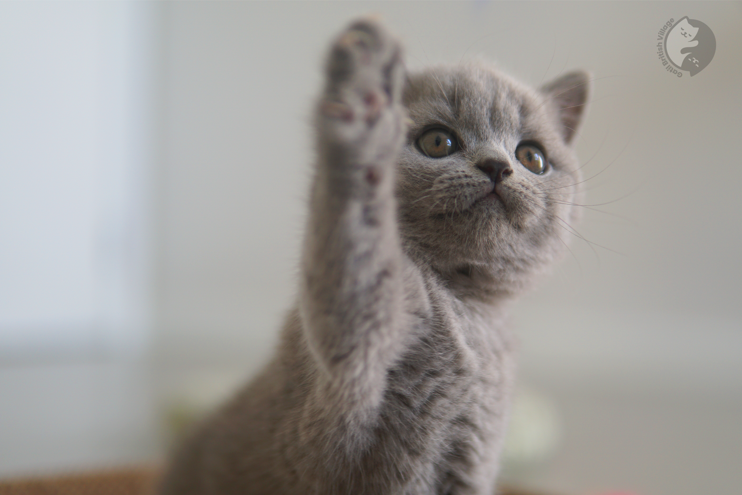 Cachorro de la raza British Shorthair atento - foto 20