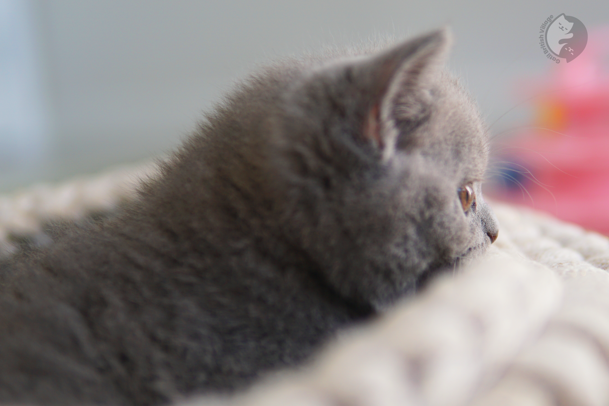 Gato de raza descansando - foto 23