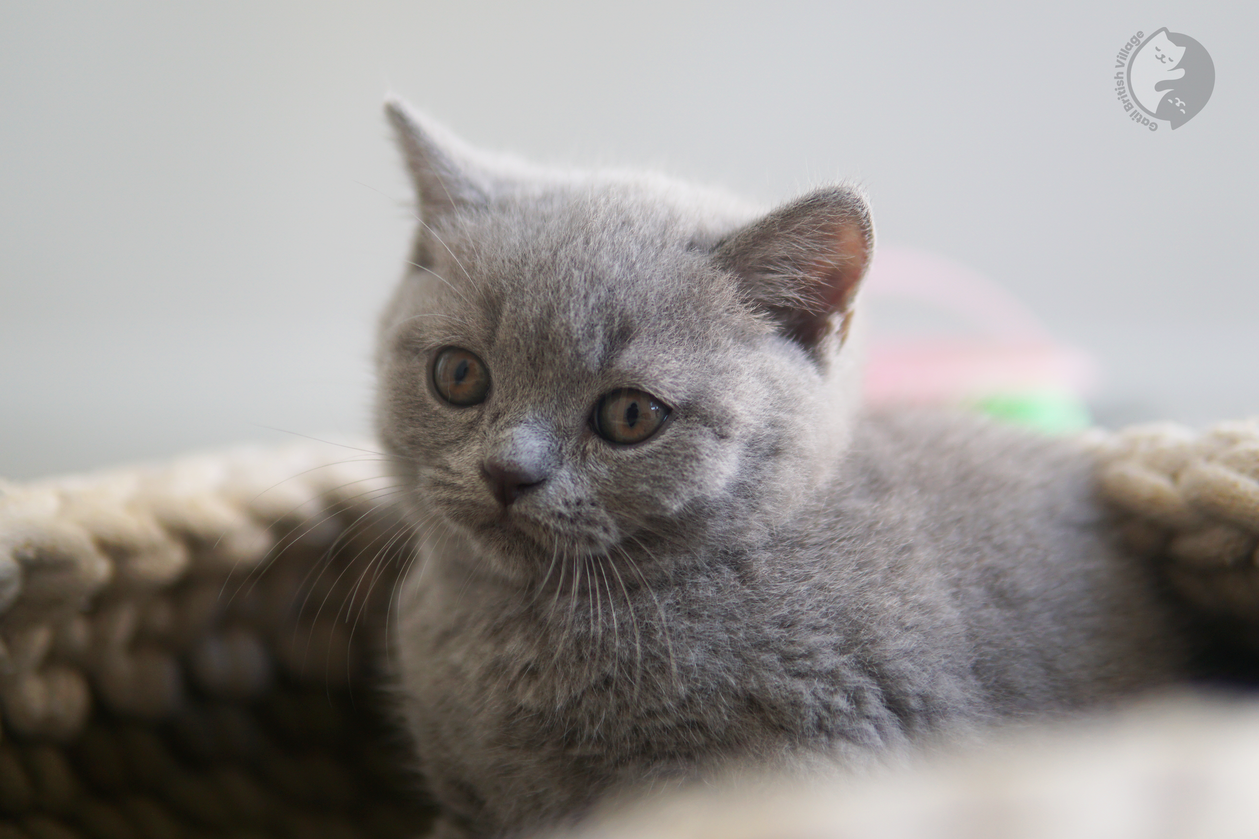 Foto tierna de un gatito de raza - foto 27