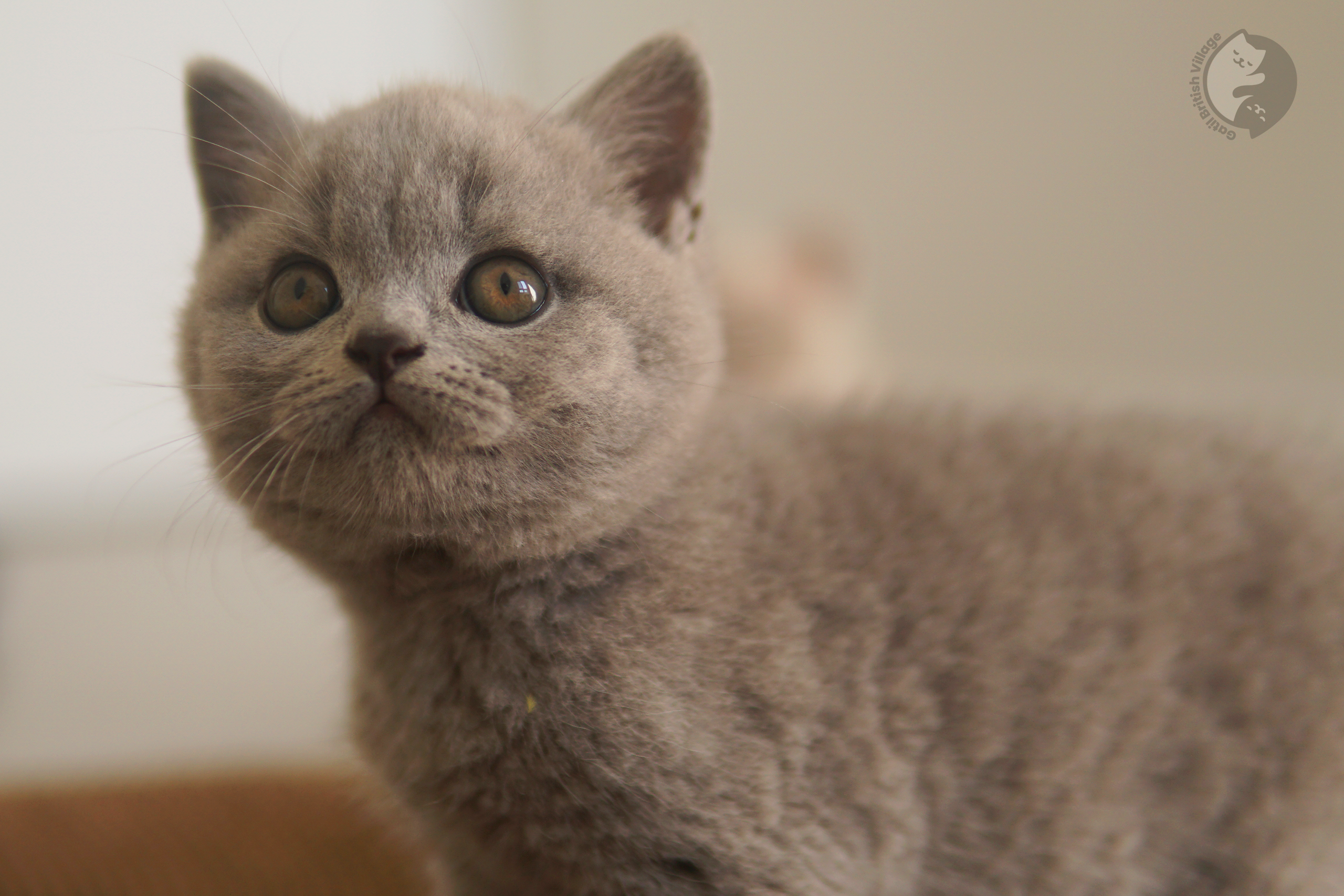 Cachorros en grupo de la raza British Shorthair - foto 29