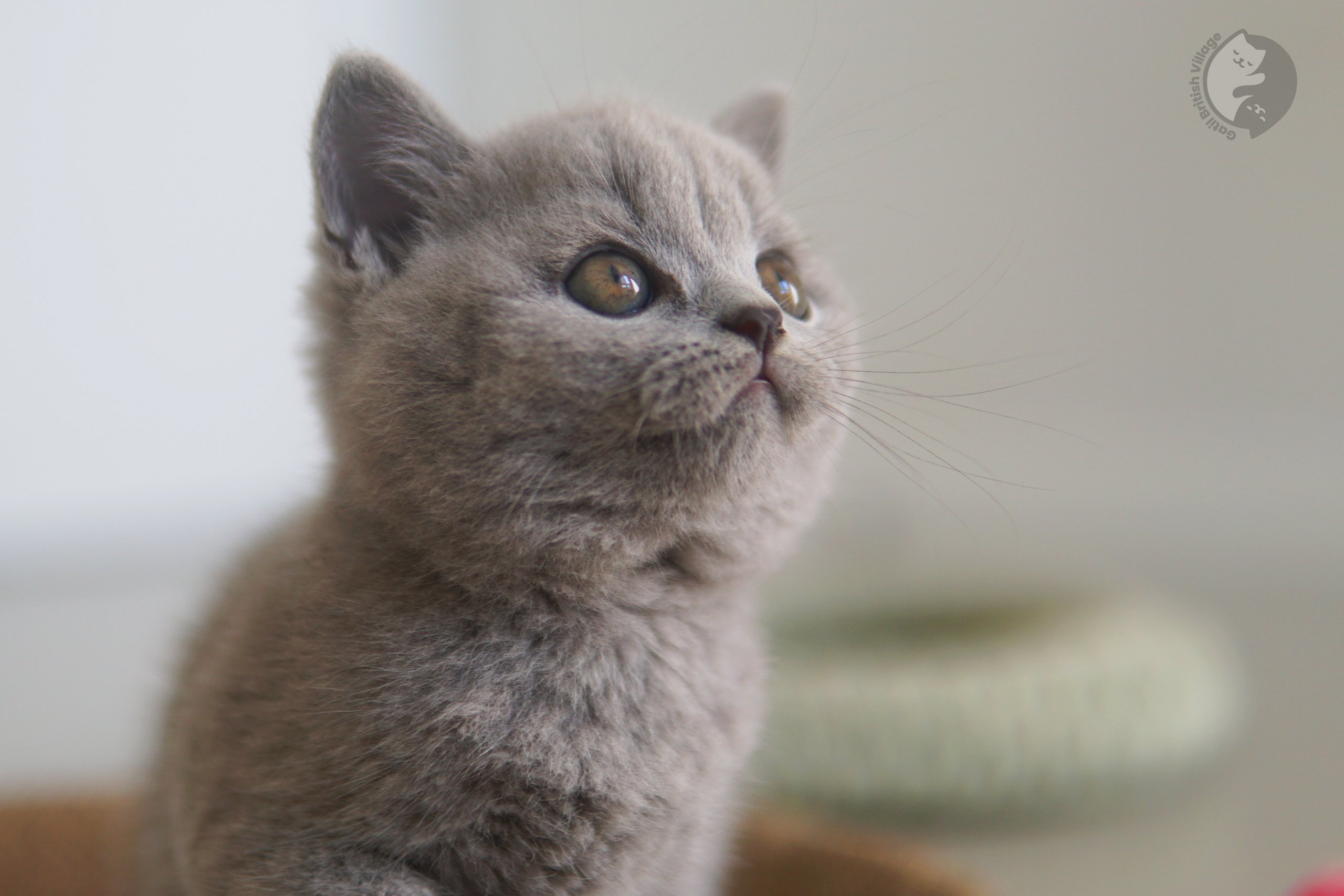 Foto de gatito feliz de la raza British Shorthair - foto 30