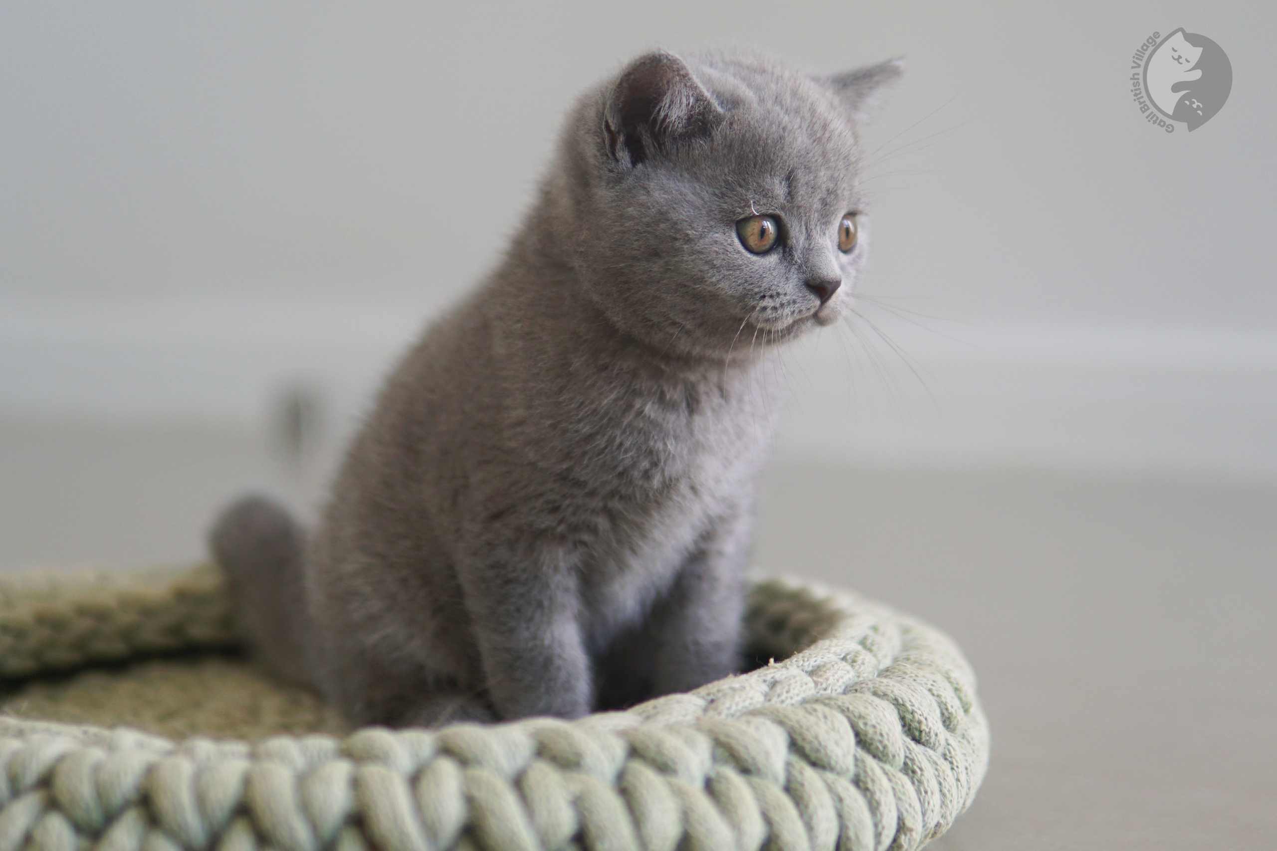 Gatito con apariencia de peluche - foto 32