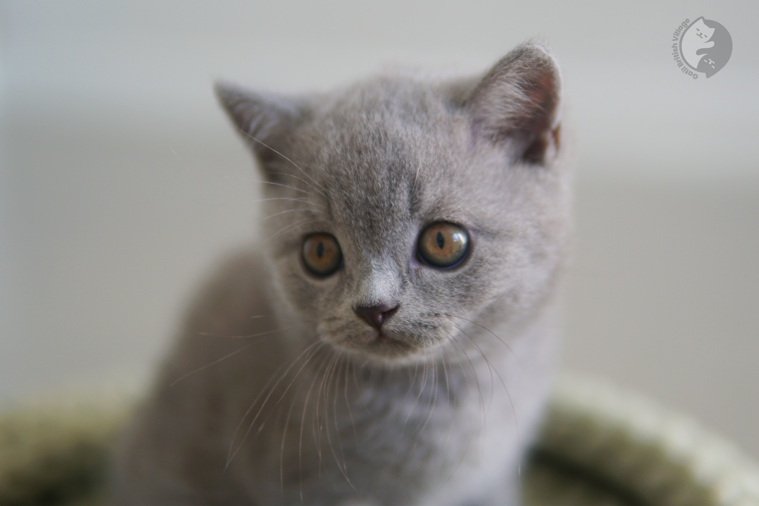 Cachorro atento de la raza British Shorthair - foto 33
