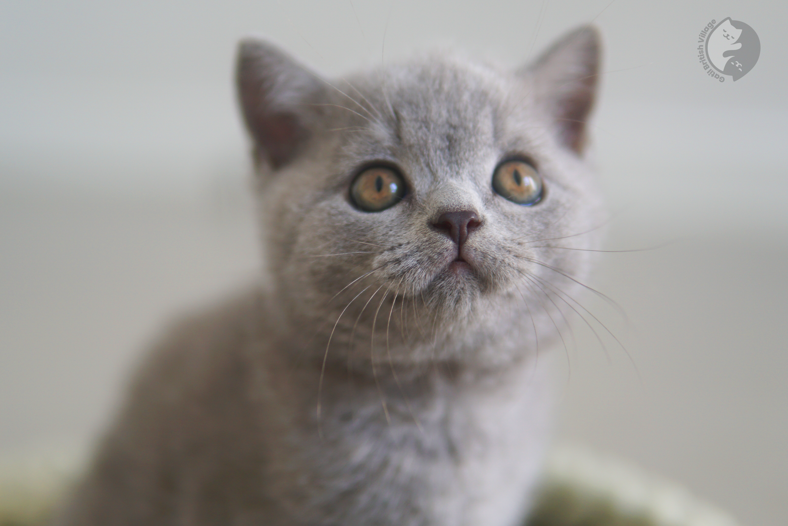 Gatito en un ambiente tranquilo - foto 36