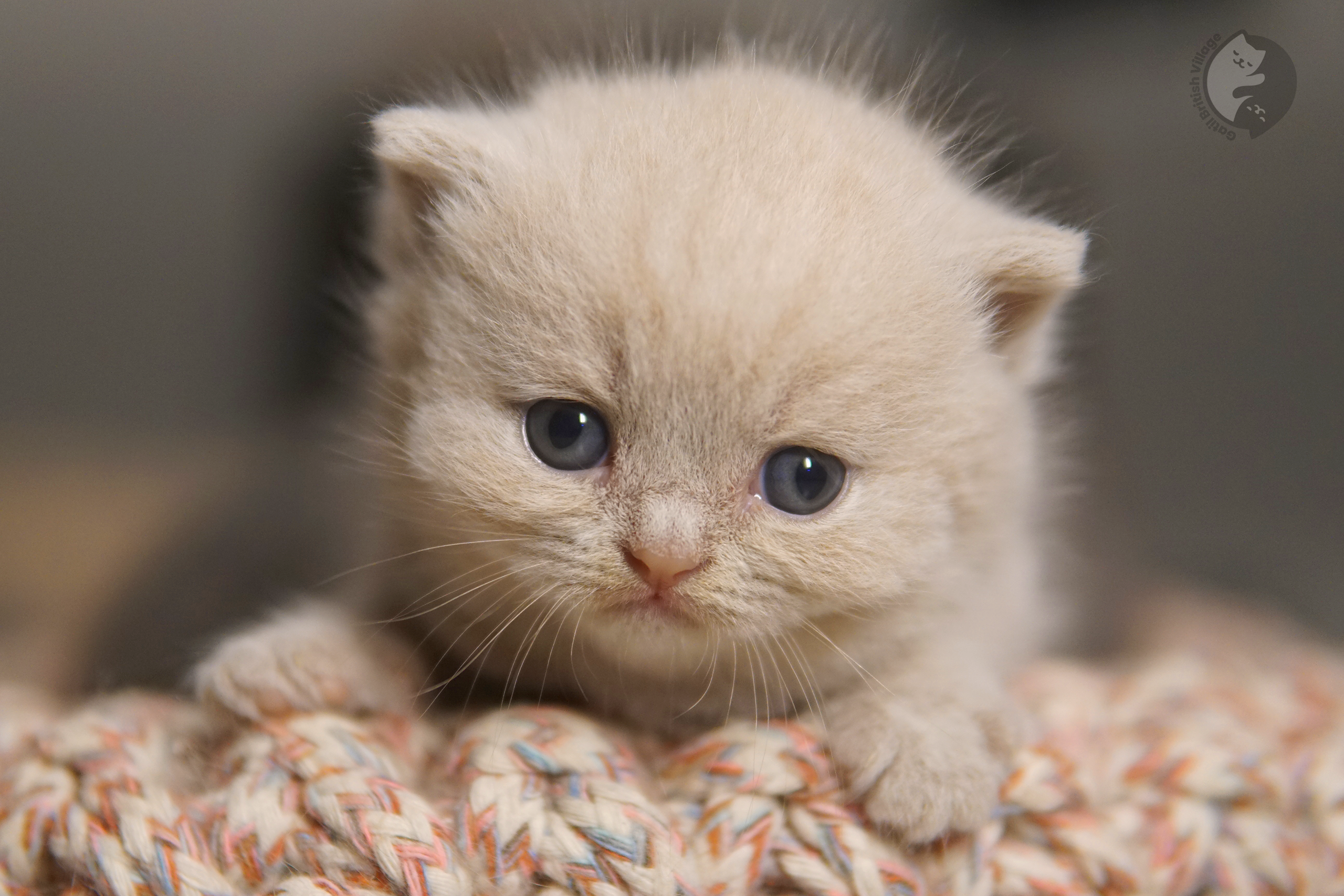 Gatito mirando alrededor con curiosidad - foto 53