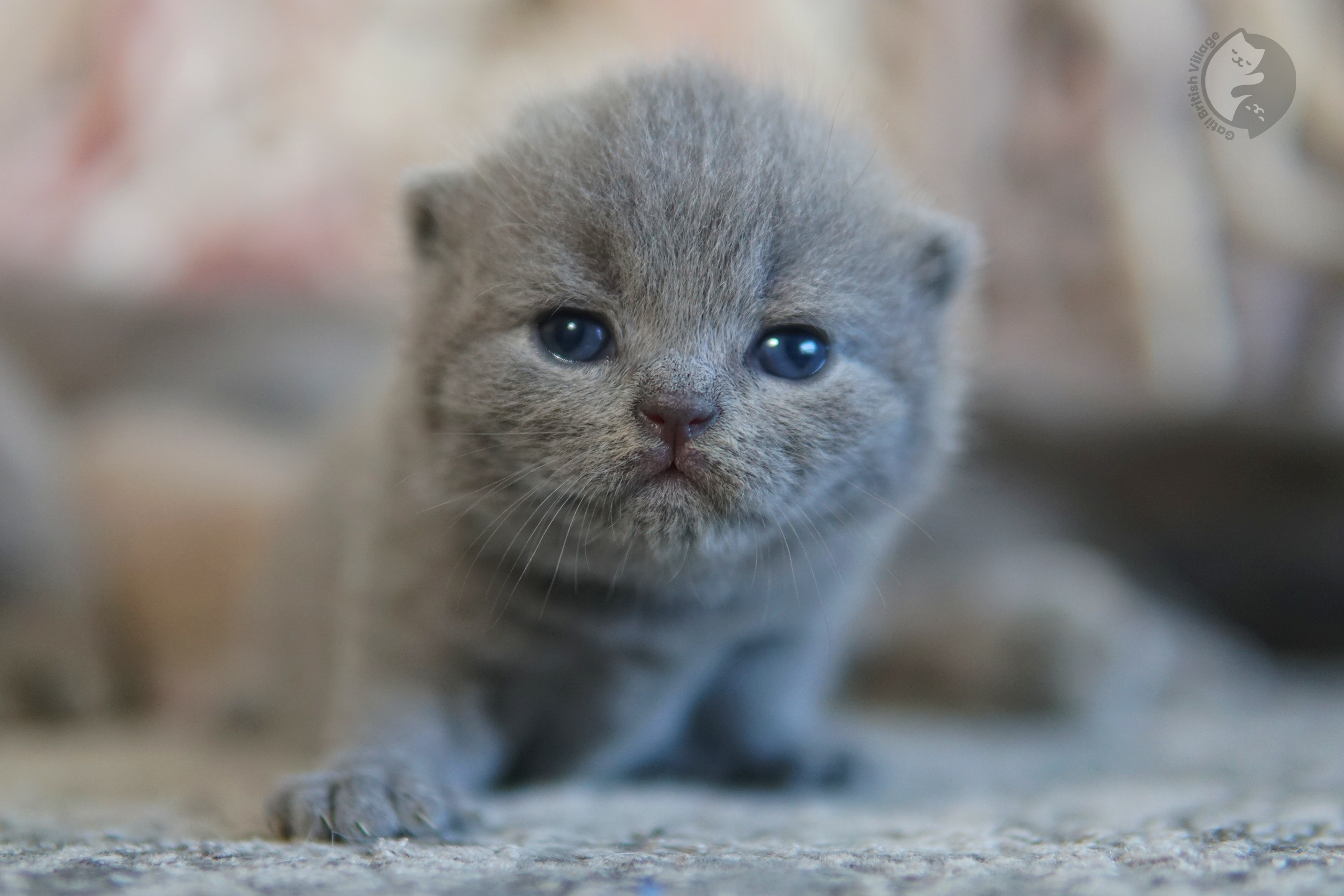 Cachorro British Shorthair en momento zen - foto 58
