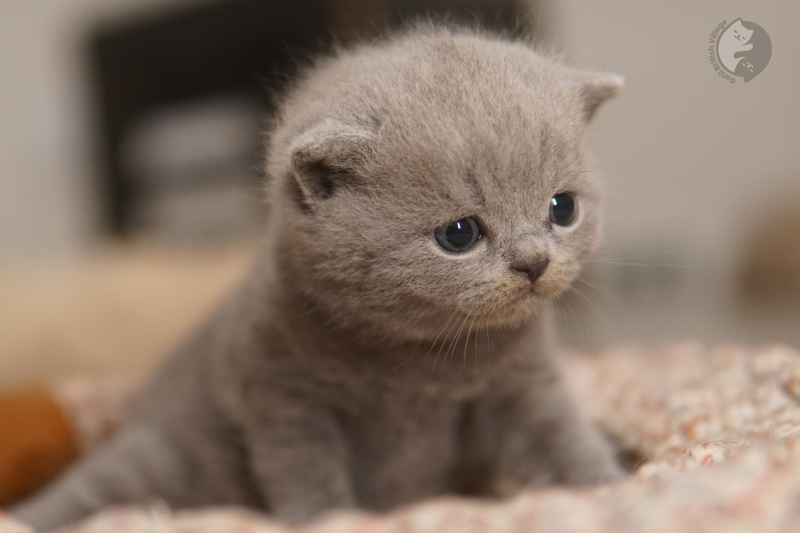 Gatito acostado con mirada serena - foto 62