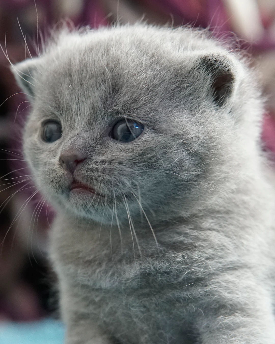 Gatito British Shorthair — Ninhada 18 de maio de 2026 — british shorthair hades tamica mai 2026 008
