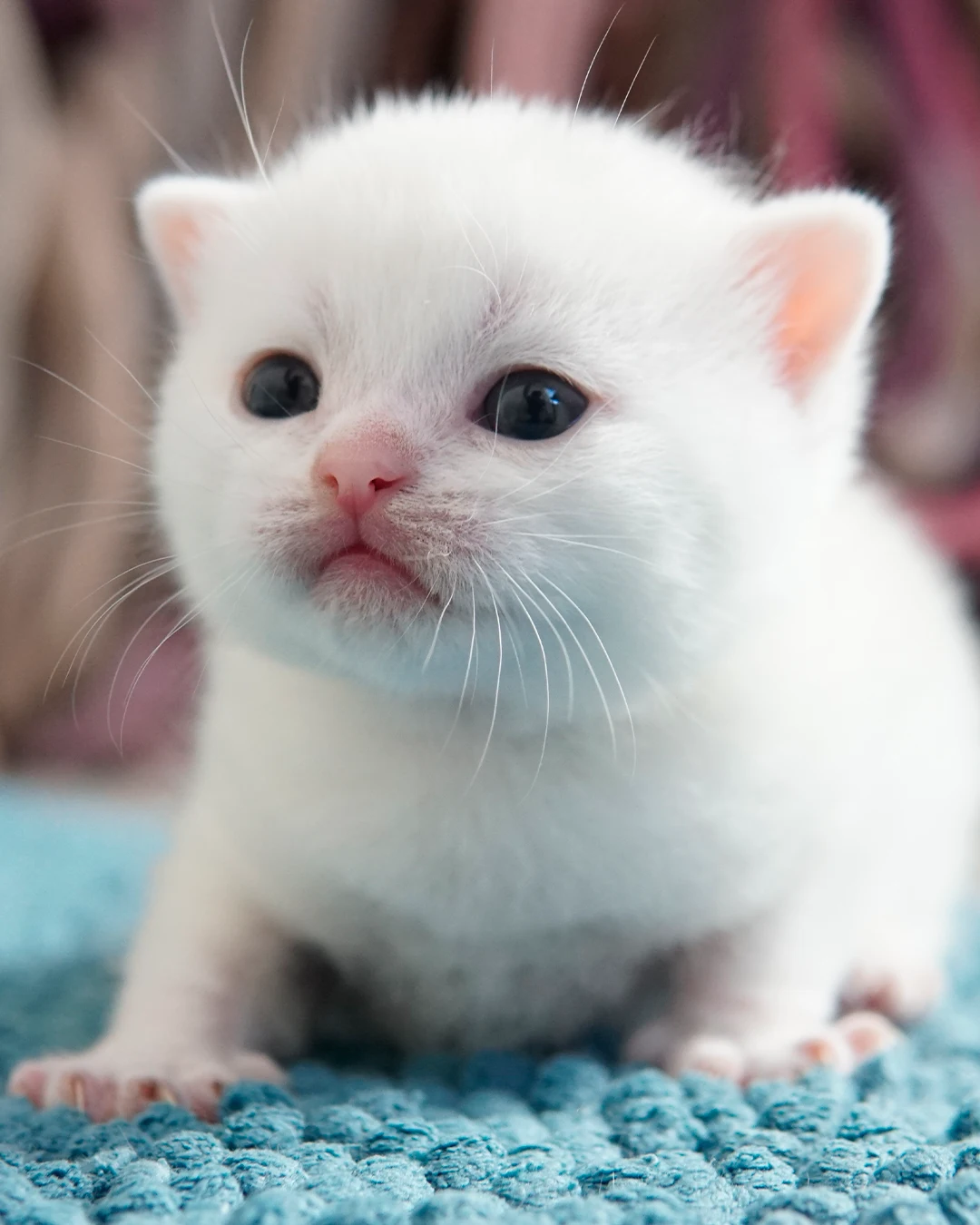 Gatito British Shorthair — Ninhada 18 de maio de 2026 — british shorthair hades tamica mai 2026 017