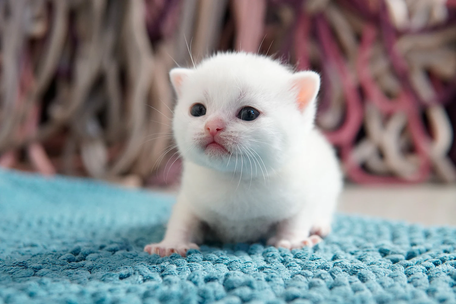 Gatito British Shorthair — Ninhada 18 de maio de 2026 — british shorthair hades tamica mai 2026 022