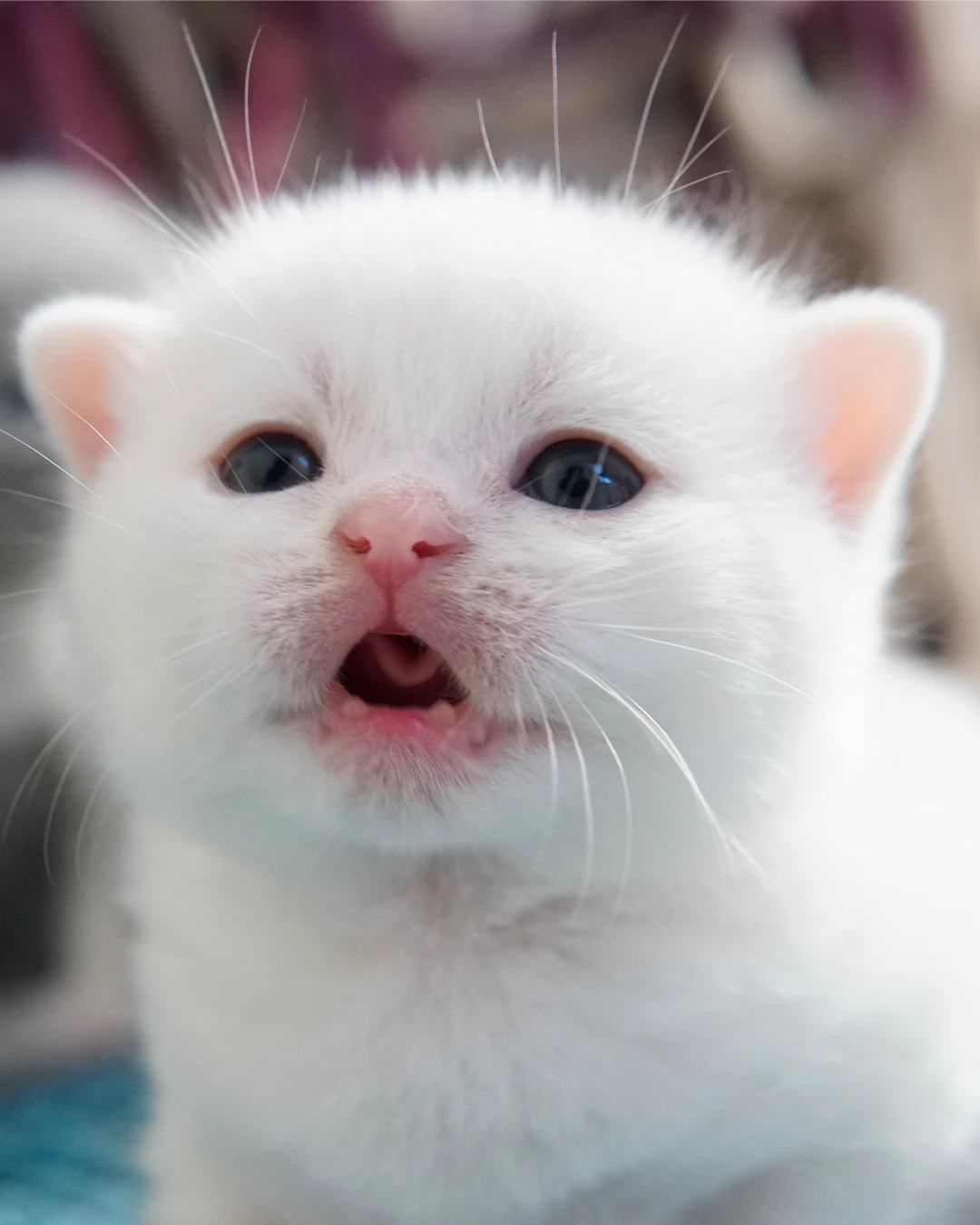 Gatito British Shorthair — Ninhada 18 de maio de 2026 — british shorthair hades tamica mai 2026 020