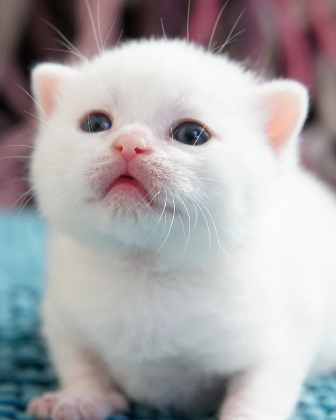 Gatito British Shorthair — Ninhada 18 de maio de 2026 — british shorthair hades tamica mai 2026 012