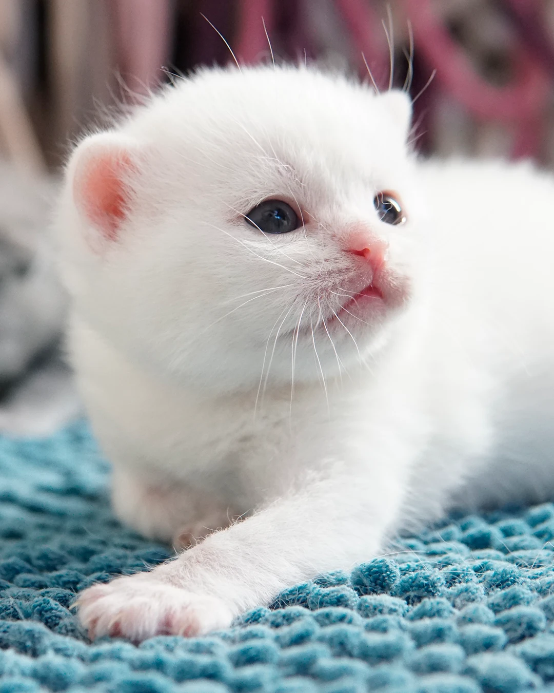 Gatito British Shorthair — Ninhada 18 de maio de 2026 — british shorthair hades tamica mai 2026 003