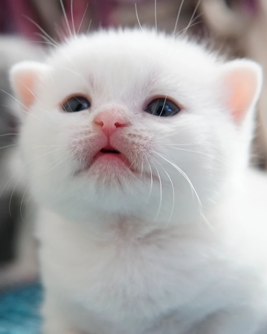 Gatito British Shorthair — Ninhada 18 de maio de 2026 — british shorthair hades tamica mai 2026 021