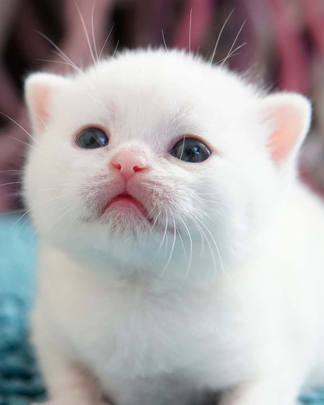 Gatito British Shorthair — Ninhada 18 de maio de 2026 — british shorthair hades tamica mai 2026 013
