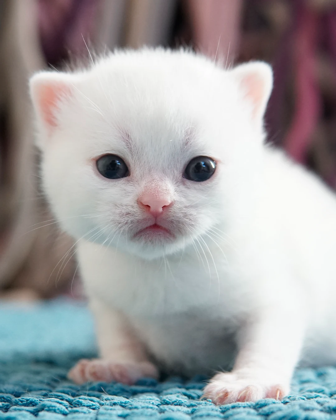 Gatito British Shorthair — Ninhada 18 de maio de 2026 — british shorthair hades tamica mai 2026 014
