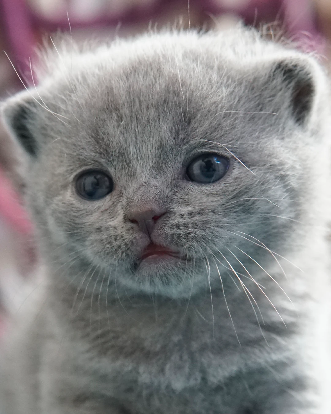Gatito British Shorthair — Ninhada 18 de maio de 2026 — british shorthair hades tamica mai 2026 006