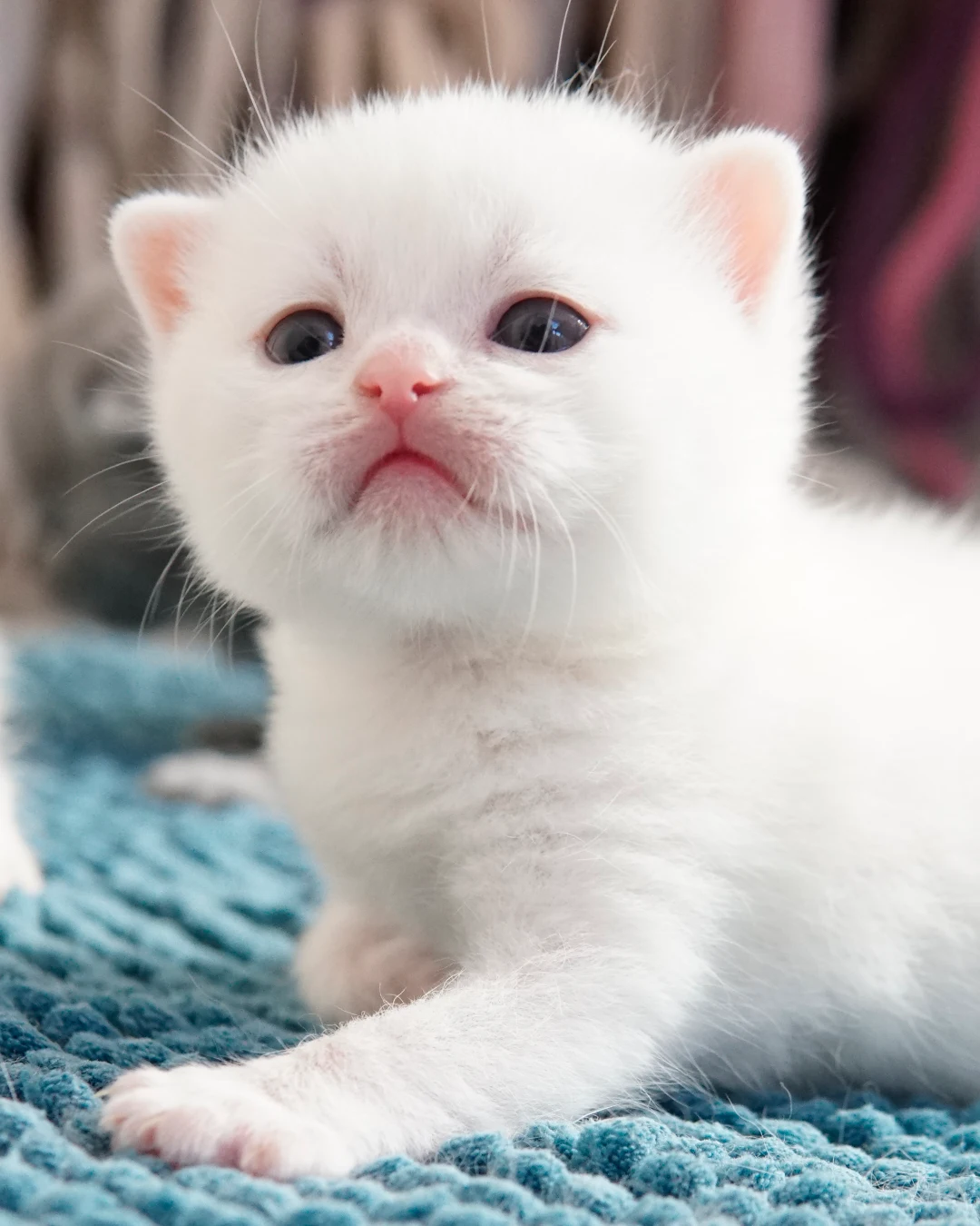 Gatito British Shorthair — Ninhada 18 de maio de 2026 — british shorthair hades tamica mai 2026 005