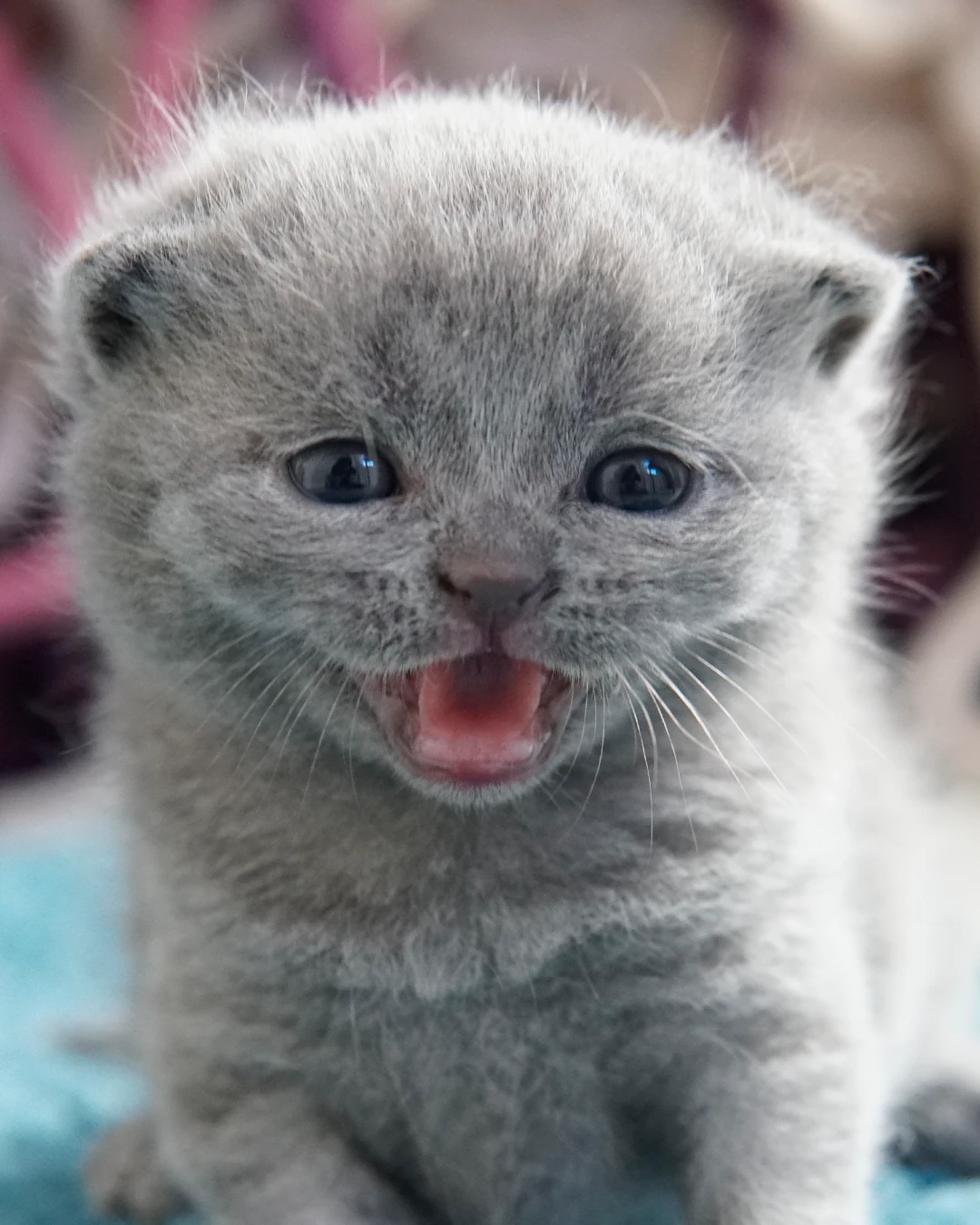 Gatito British Shorthair — Ninhada 18 de maio de 2026 — british shorthair hades tamica mai 2026 009