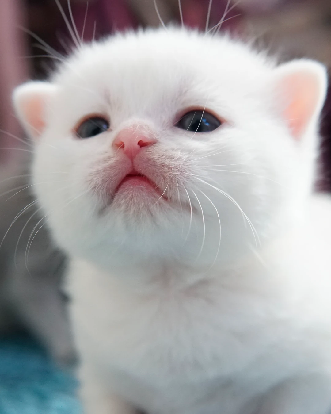 Gatito British Shorthair — Ninhada 18 de maio de 2026 — british shorthair hades tamica mai 2026 018